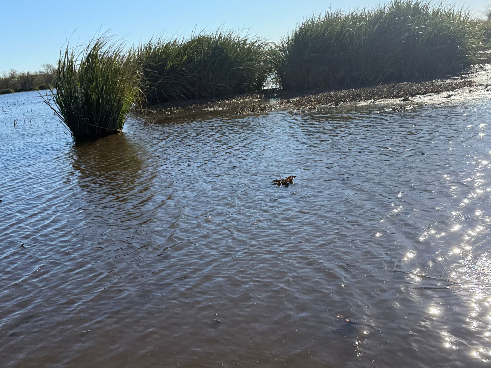 Huntridge, Las Vegas — Un canard nage dans l'eau près de hautes herbes