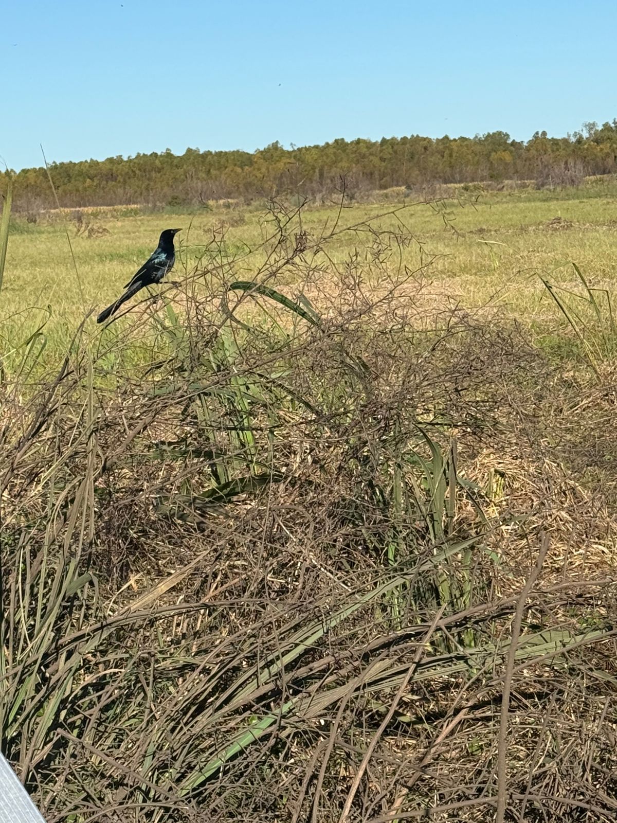 Huntridge, Las Vegas — Un oiseau est assis sur un morceau de bois