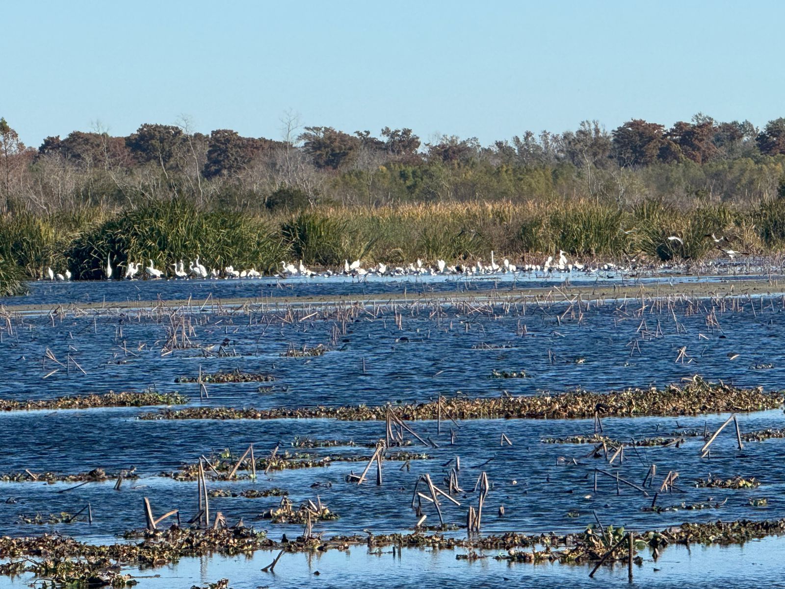 Huntridge, Las Vegas — Un grand groupe d'oiseaux debout dans l'eau