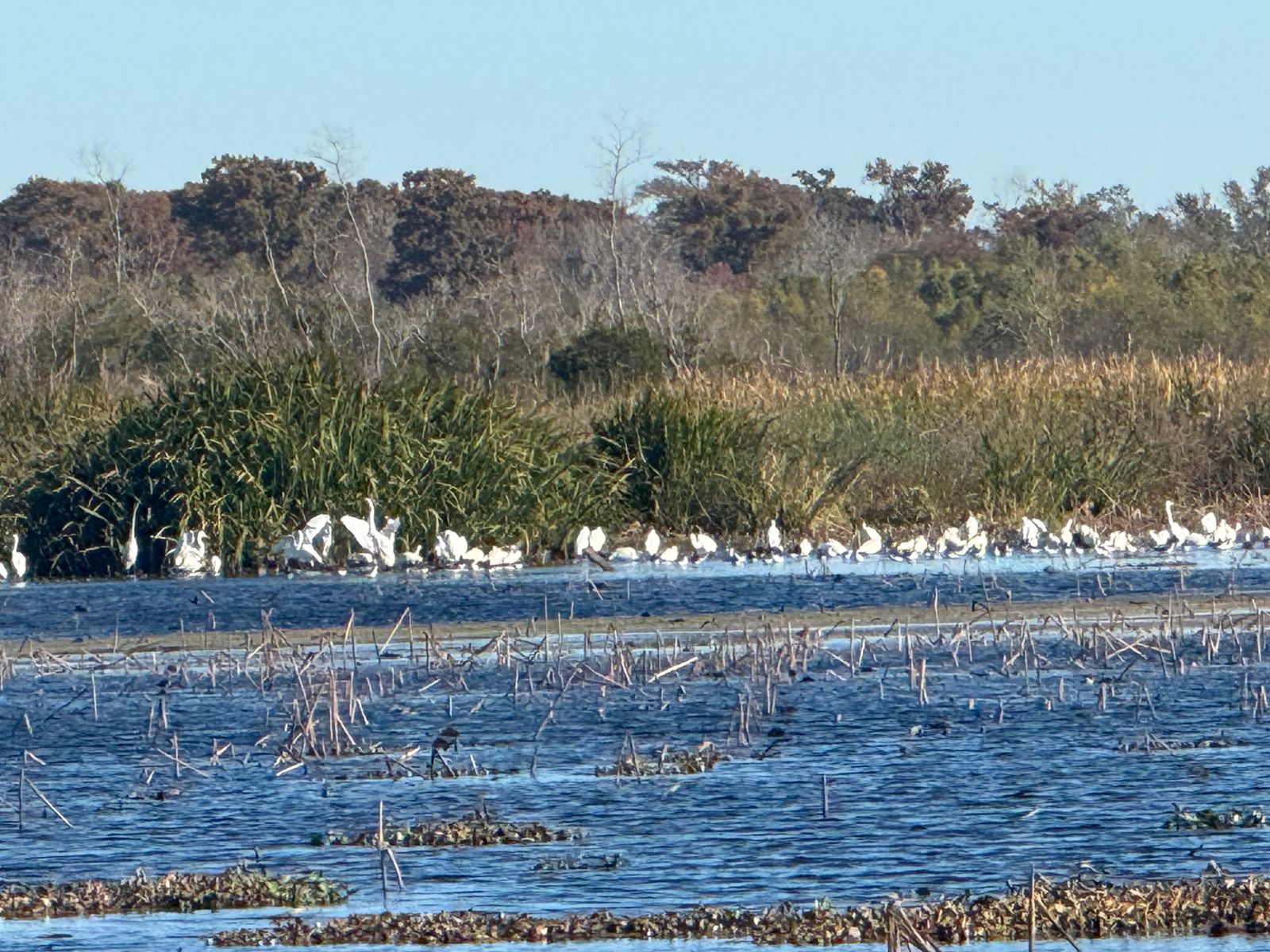 Huntridge, Las Vegas — Un grand groupe d'oiseaux debout dans l'eau