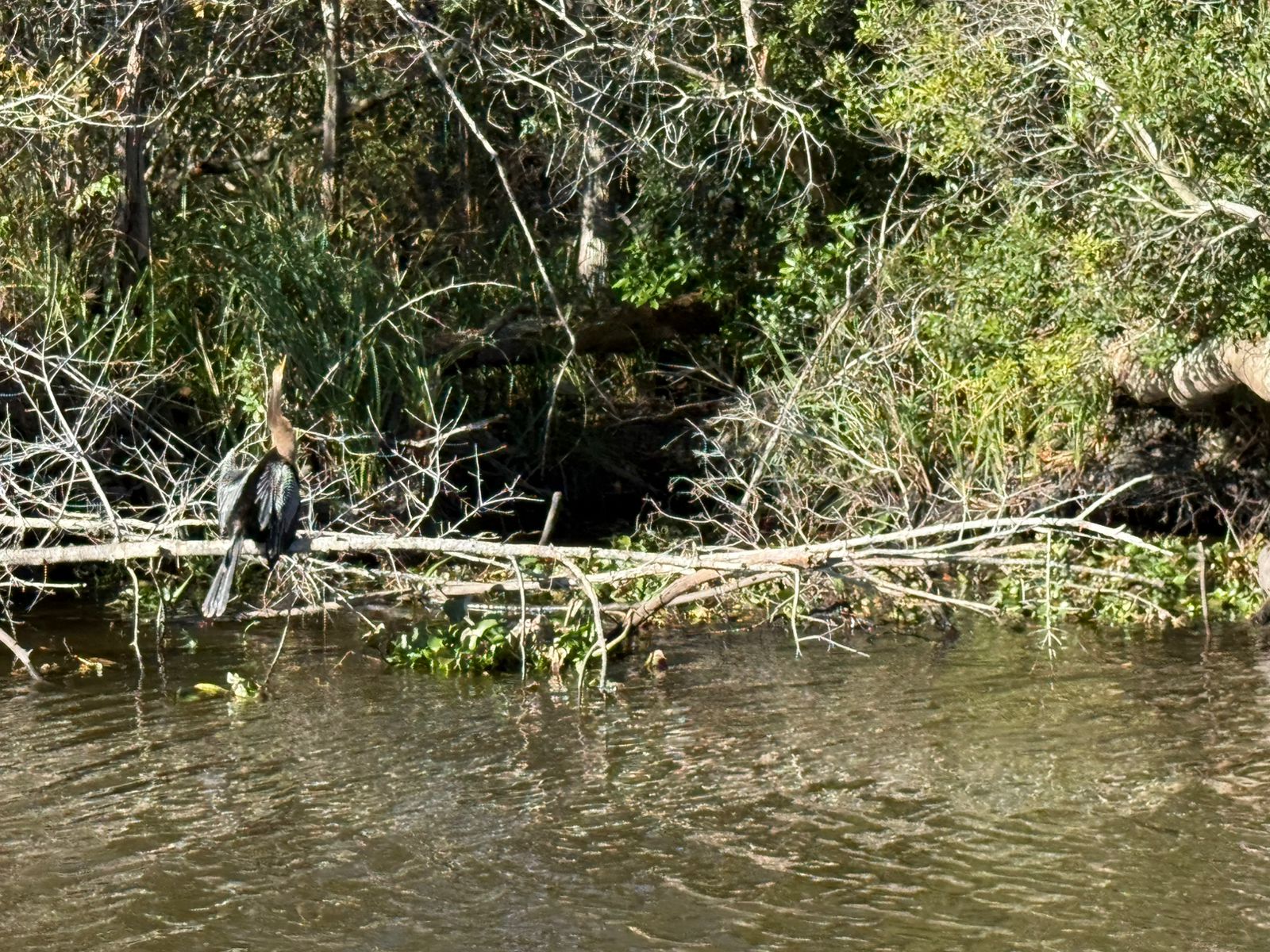 Lousiane — un oiseau perché sur une branche dans l'eau