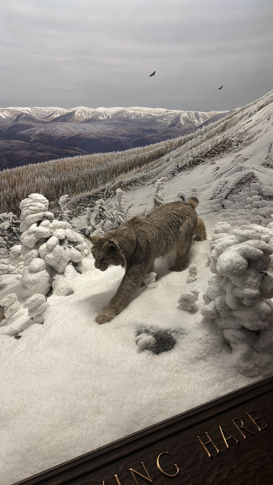 Manhattan, New York — un ours marche sur le sol couvert de neige