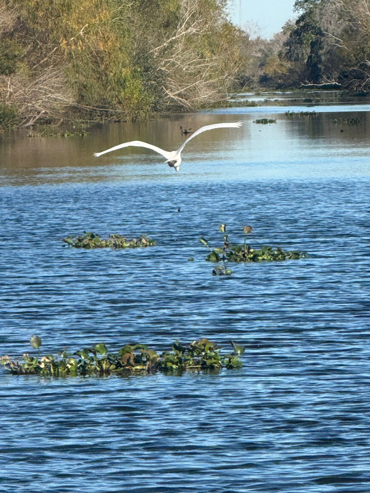 Lousiane — un oiseau volant au-dessus d'une étendue d'eau