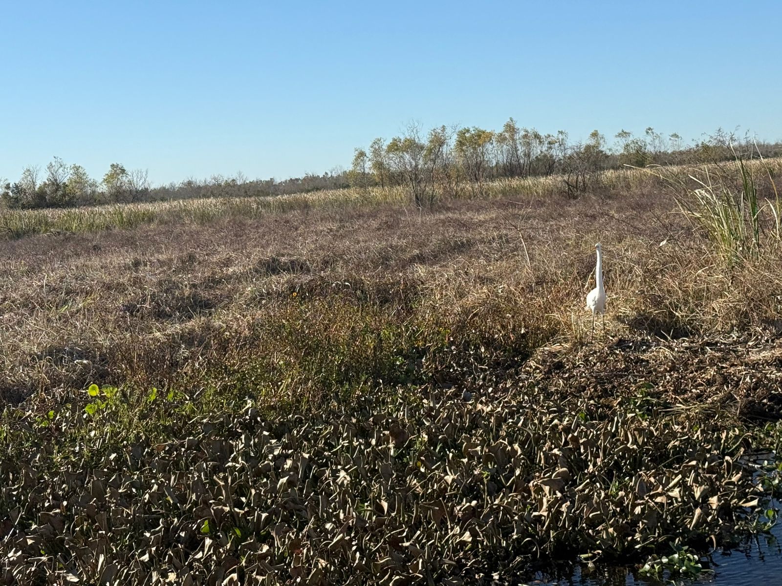 Huntridge, Las Vegas — Un oiseau blanc debout dans un marais