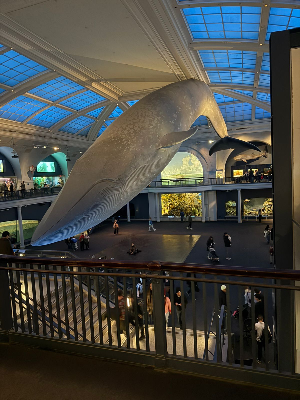Manhattan, New York — une grande baleine suspendue au plafond