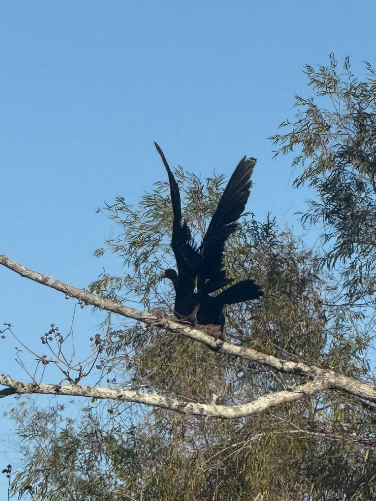 Lousiane — un oiseau volant au-dessus d'un arbre