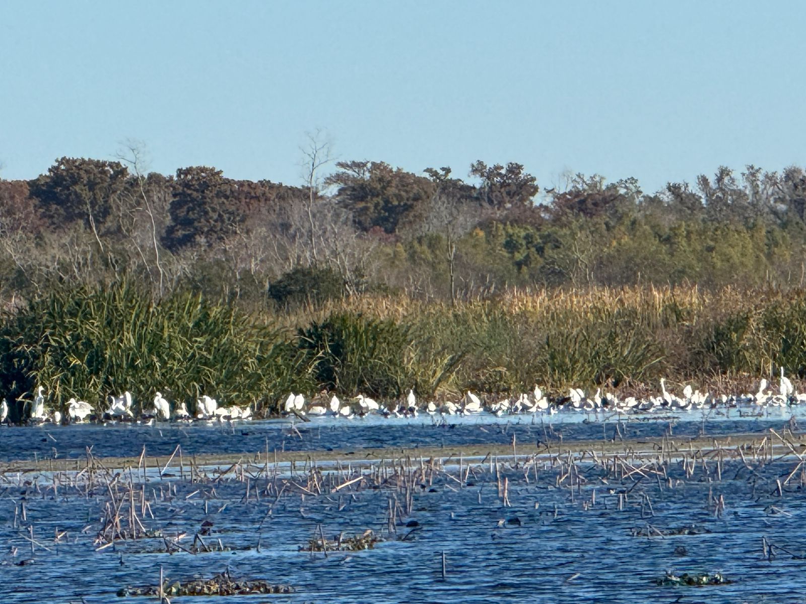 Huntridge, Las Vegas — Un grand groupe d'oiseaux debout dans l'eau