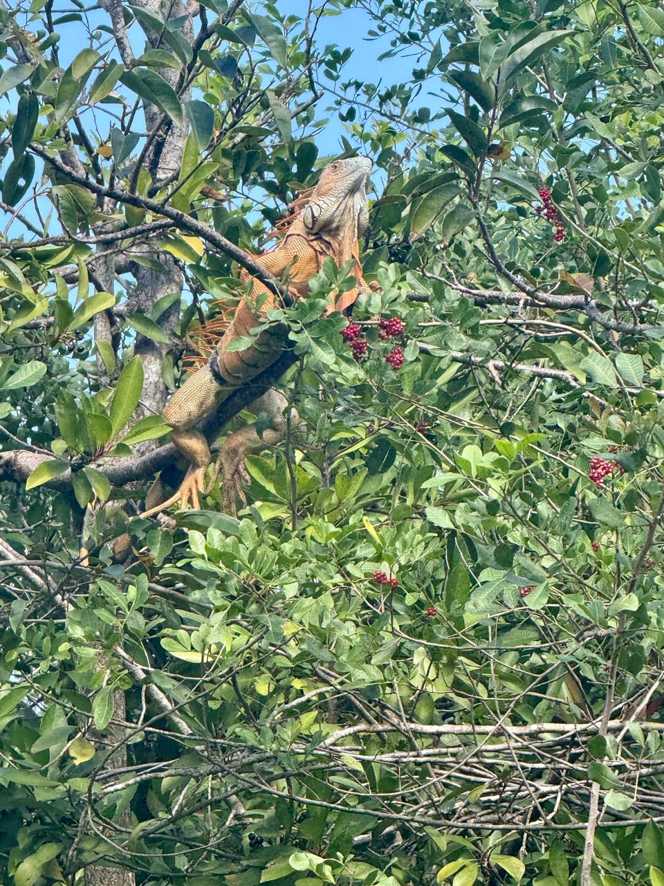 Miami — un grand oiseau assis dans un arbre avec des fruits