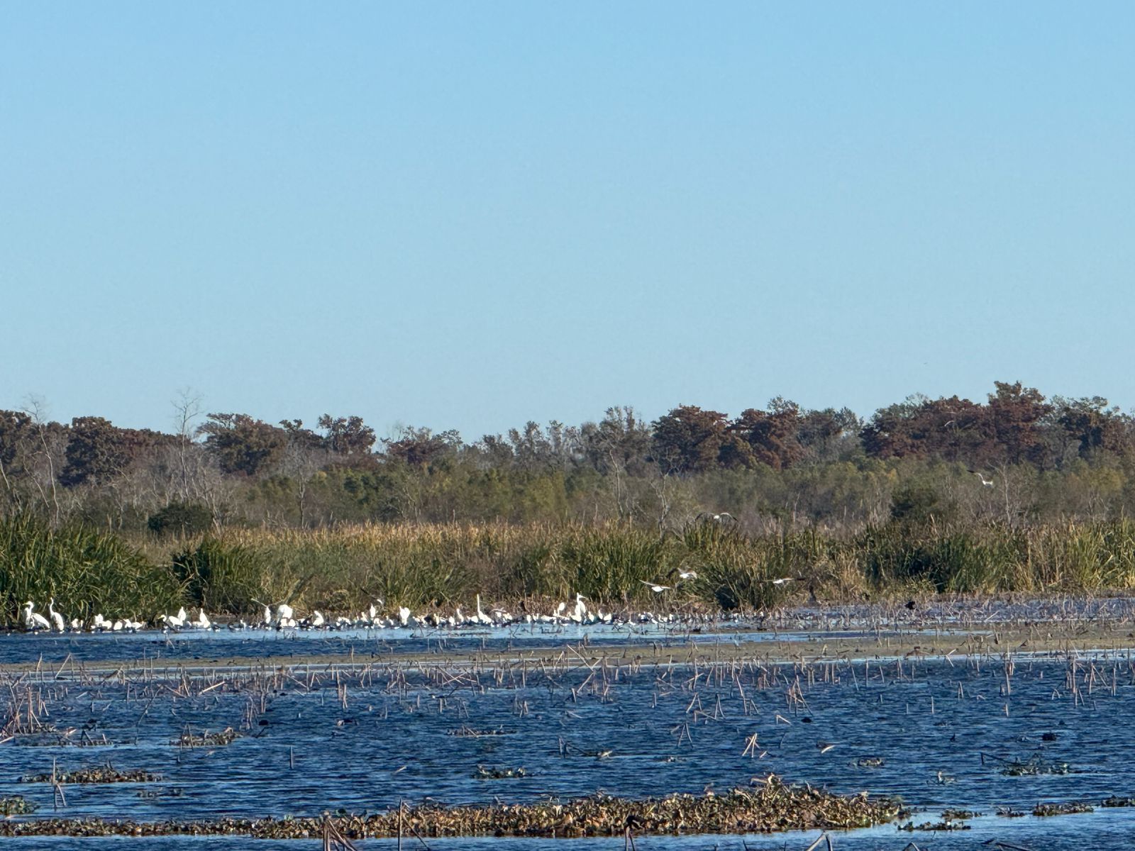Huntridge, Las Vegas — Une grande étendue d'eau avec des oiseaux dedans
