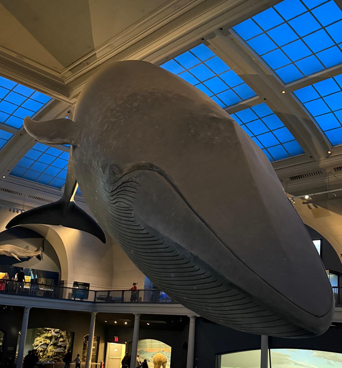 Manhattan, New York — une baleine dans un musée