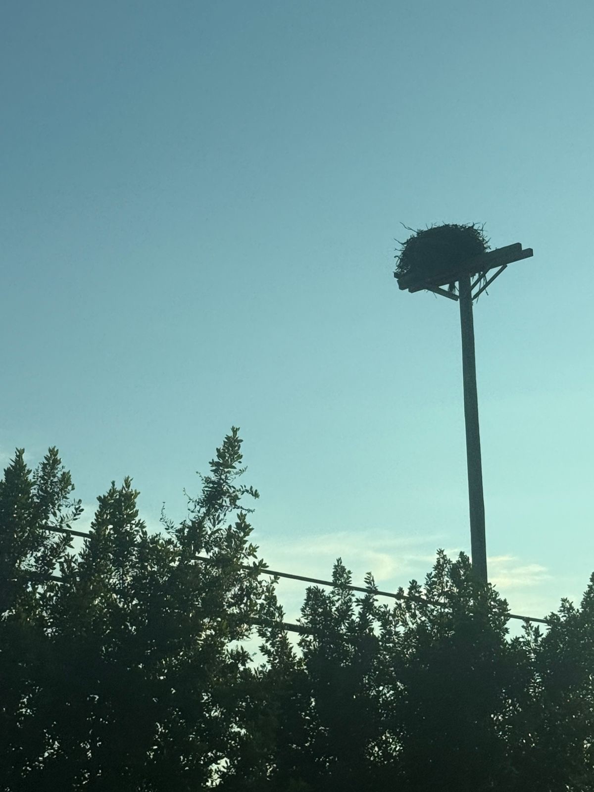 Floride — un nid d'oiseau au sommet d'un poteau