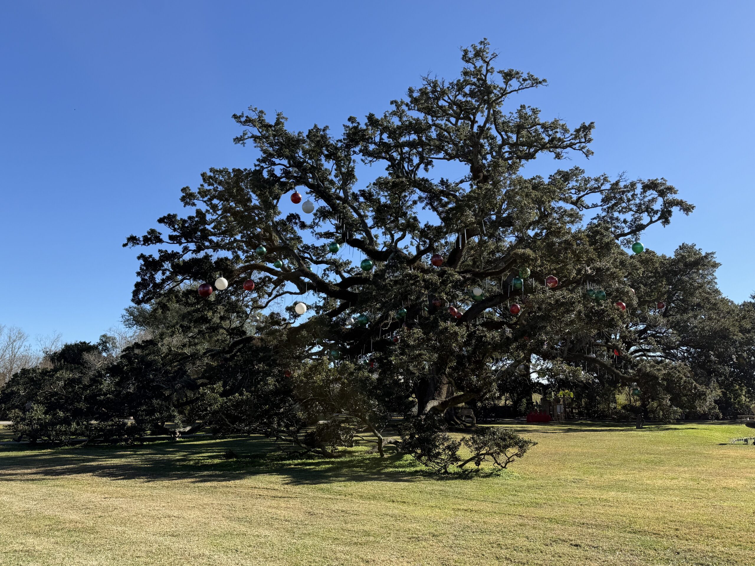 Lousiane — un grand arbre avec de nombreuses décorations suspendues