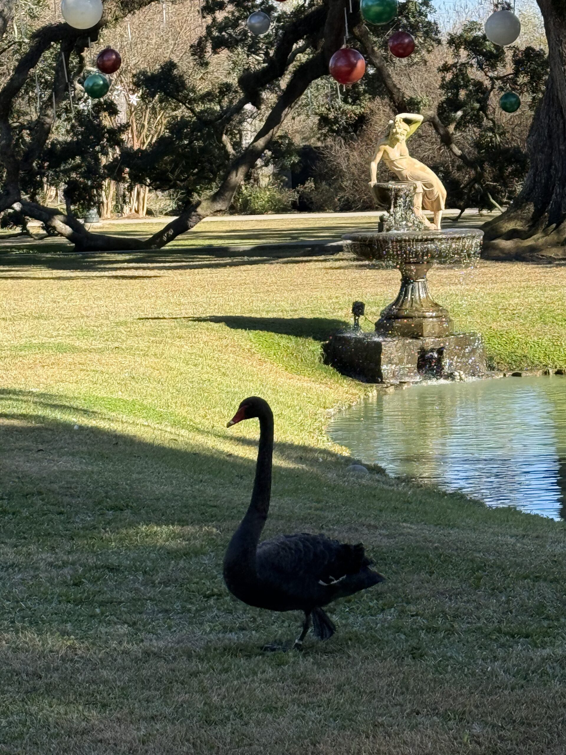 Lousiane — un cygne noir marchant dans une zone herbeuse