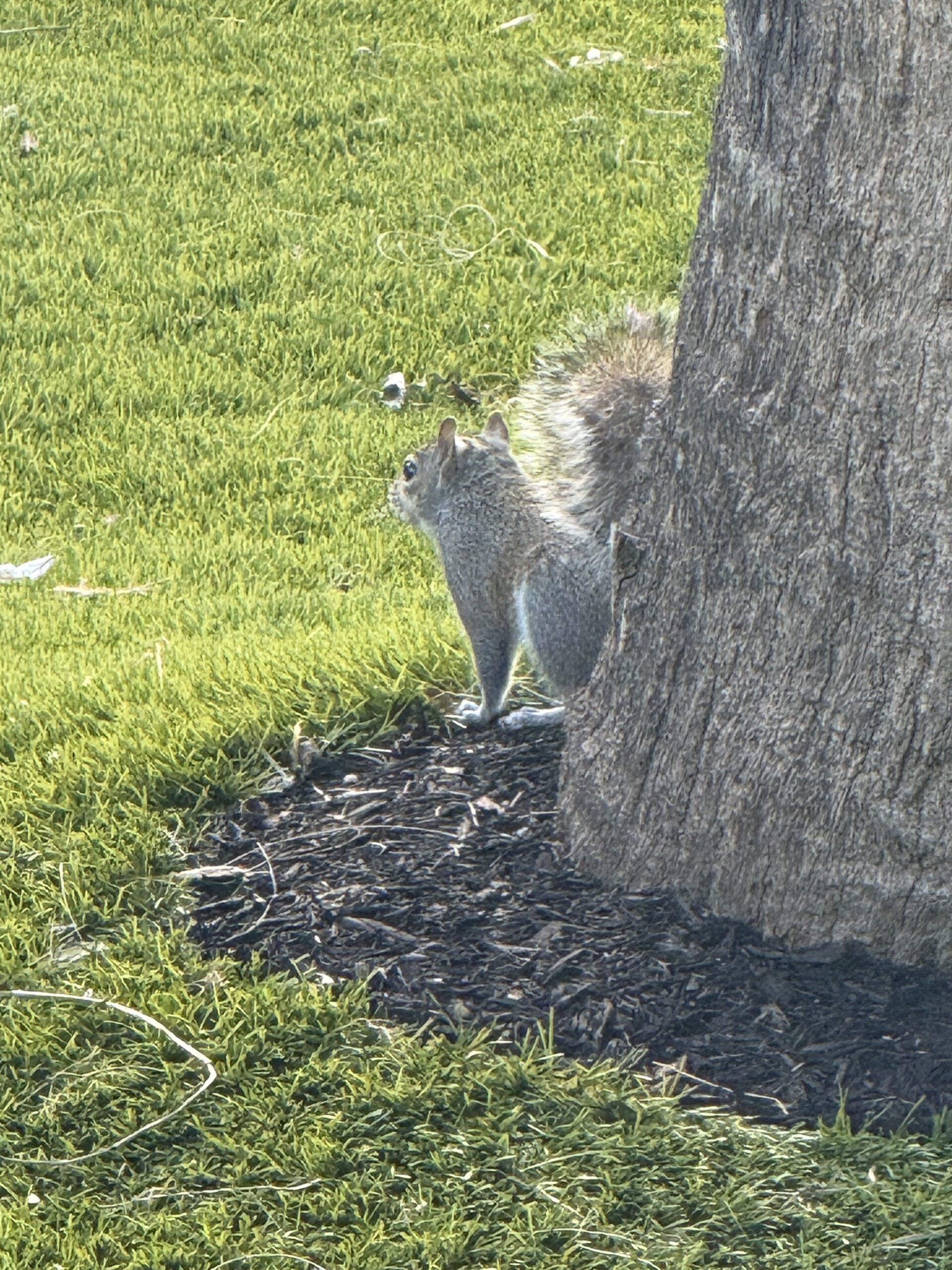 Merritt Island — un écureuil debout à côté d'un arbre