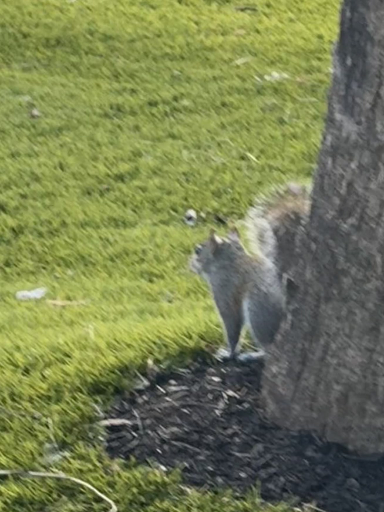 Merritt Island — un écureuil debout à côté d'un arbre