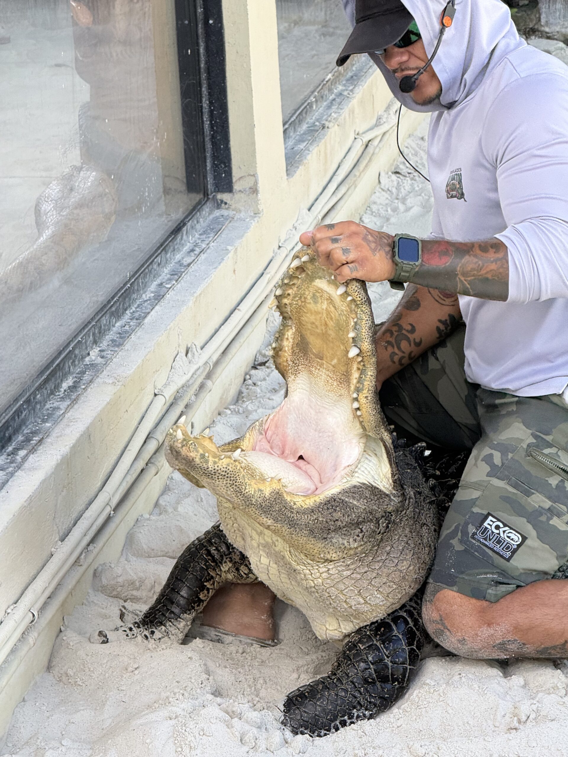 Miami — un homme tenant un grand alligator dans ses mains