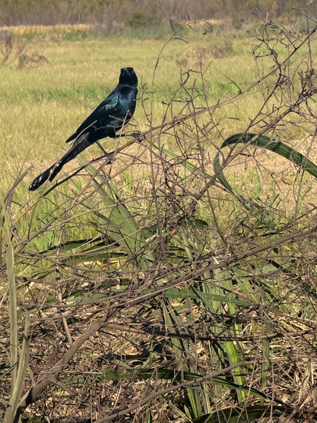 Huntridge, Las Vegas — Un oiseau assis sur une branche dans un champ