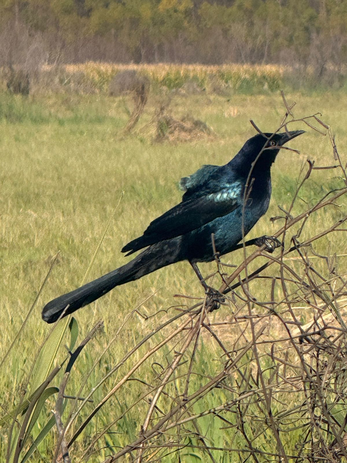 Lousiane — un oiseau noir perché sur une branche dans un champ