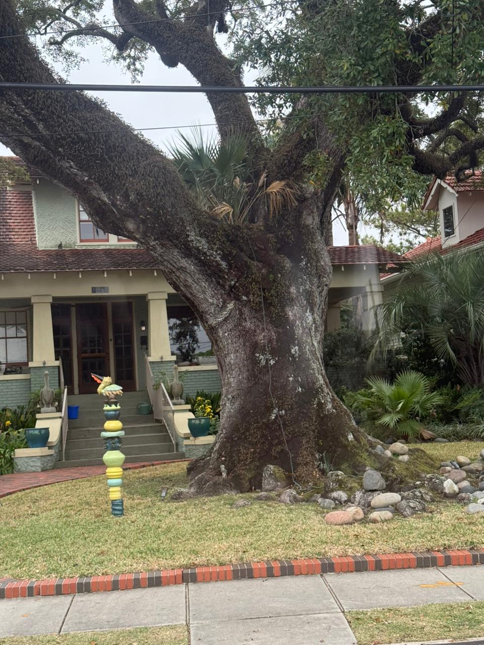 La Nouvelle-Orléans — un grand arbre qui a été heurté par une ligne électrique