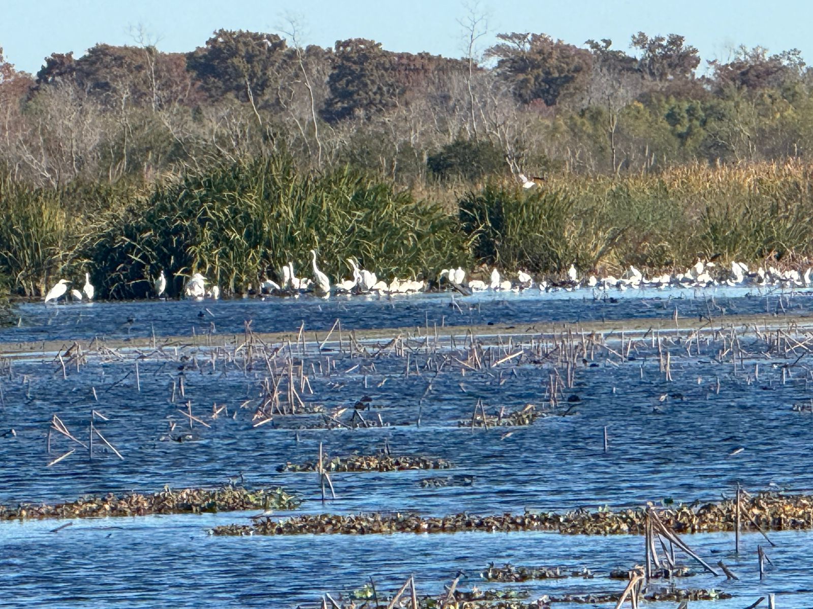 Huntridge, Las Vegas — Un grand groupe d'oiseaux debout dans l'eau