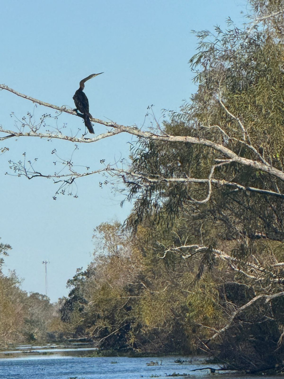Lousiane — un oiseau perché sur une branche d'arbre au-dessus d'une rivière