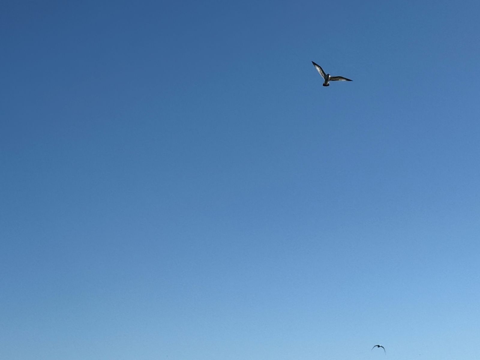 Huntridge, Las Vegas — Un oiseau volant dans le ciel au-dessus d'une plage
