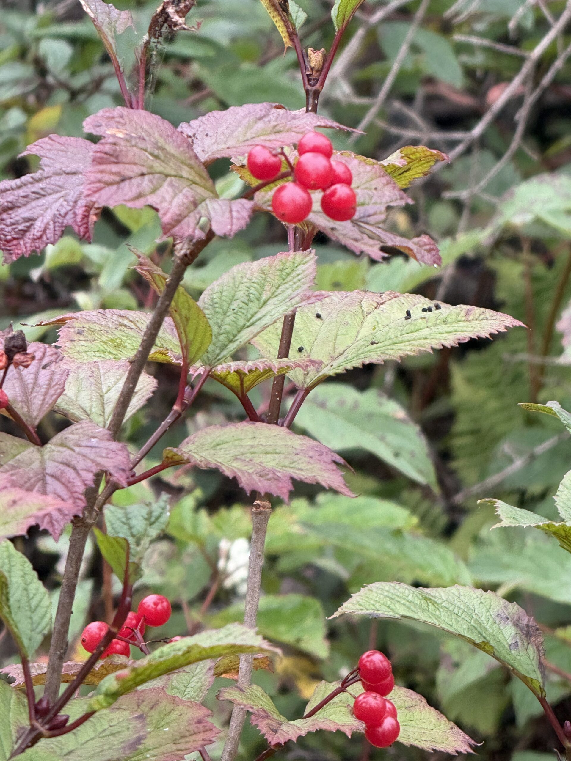 a bush of red berries with green leaves, Percé, Québec, Canada