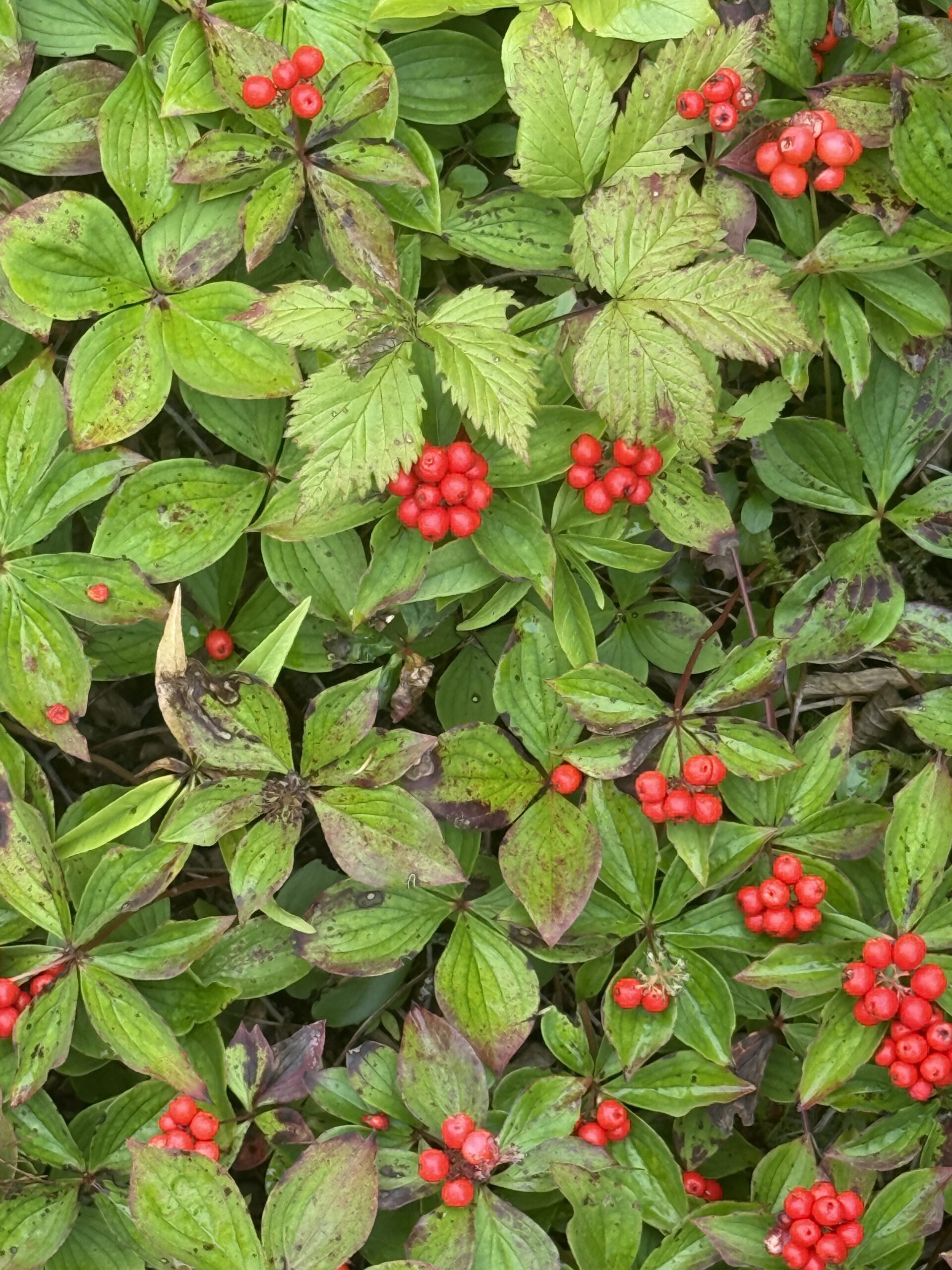 a bush of red berries and green leaves, Percé, Québec, Canada