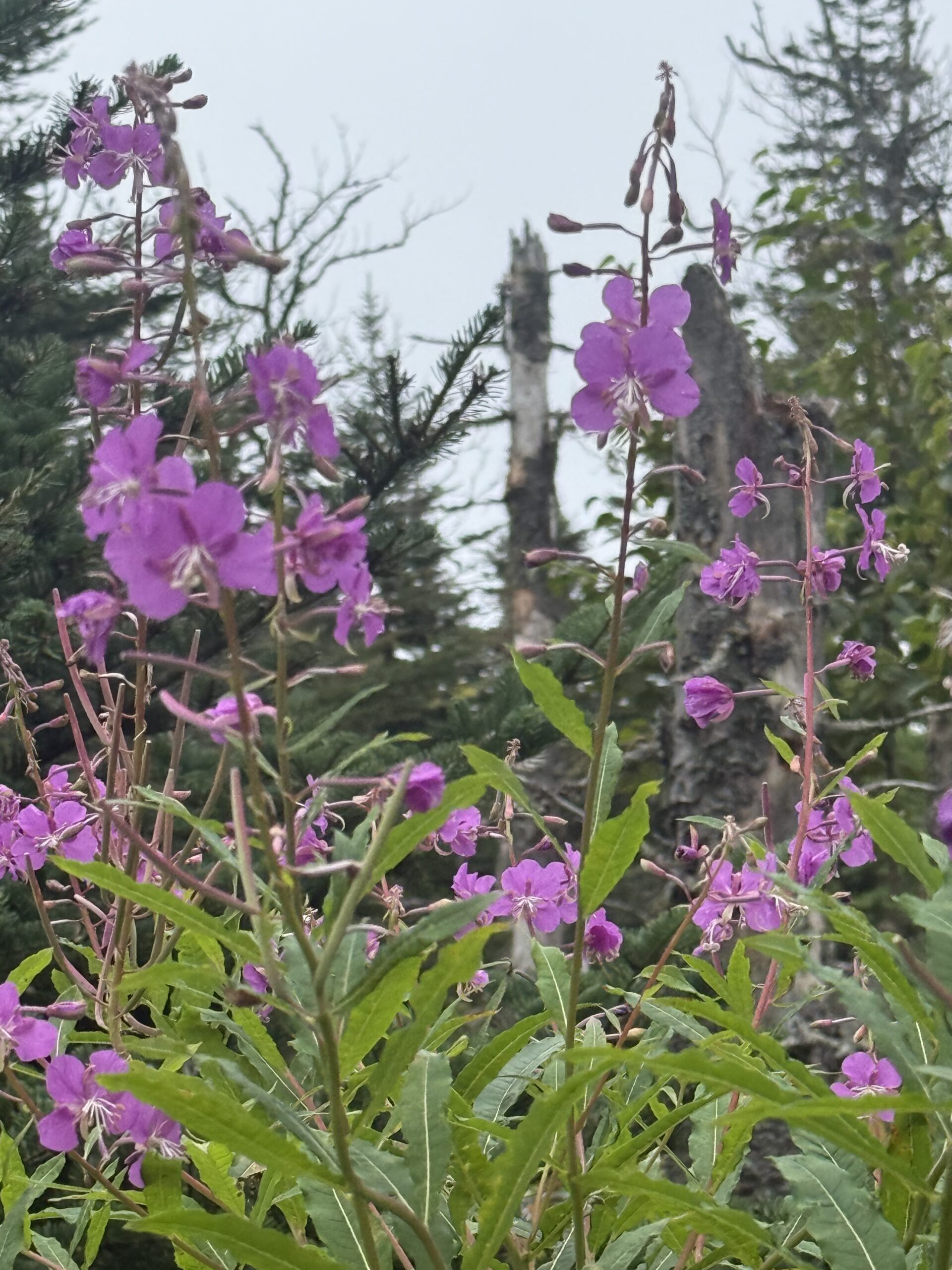 purple flowers in front of a stone wall, Percé, Québec, Canada