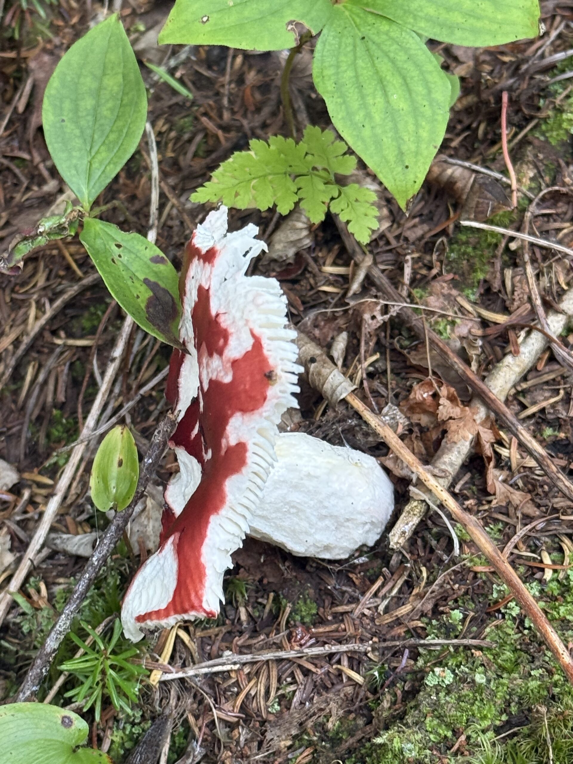 a toy is laying on the ground in the woods, Percé, Québec, Canada