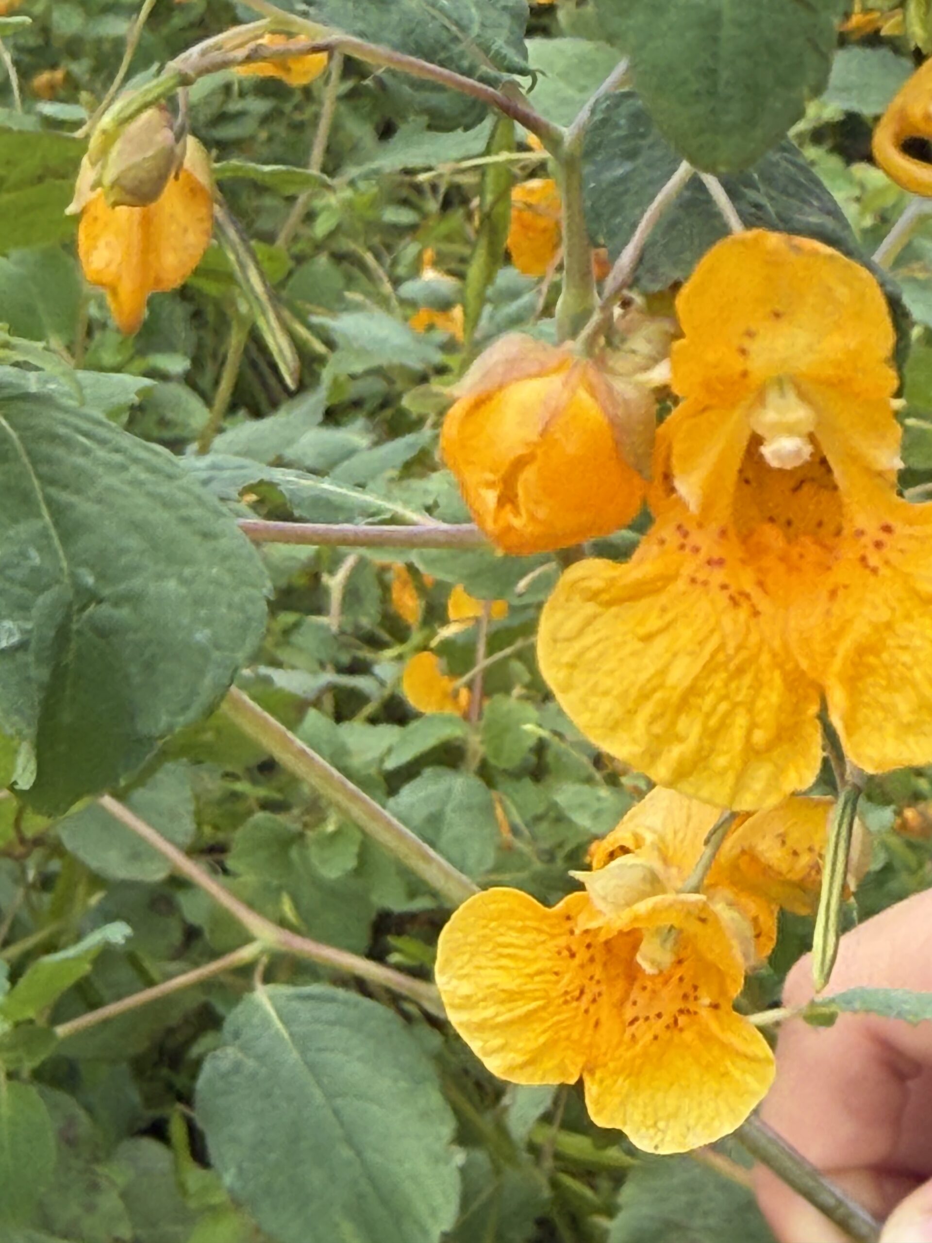 a person holding a yellow flower in their hand, Percé, Québec, Canada
