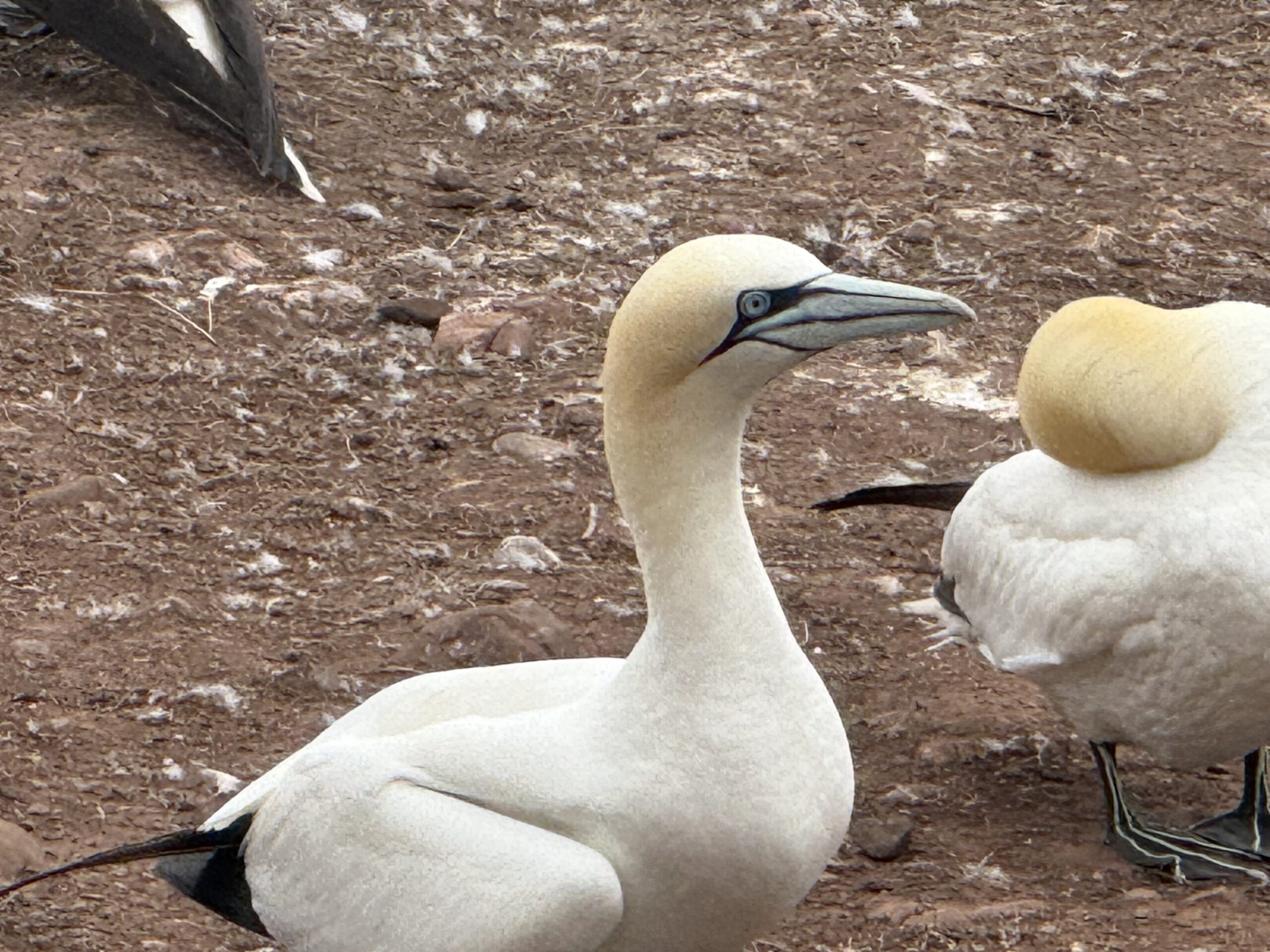 two birds standing on the ground, Percé, Québec, Canada