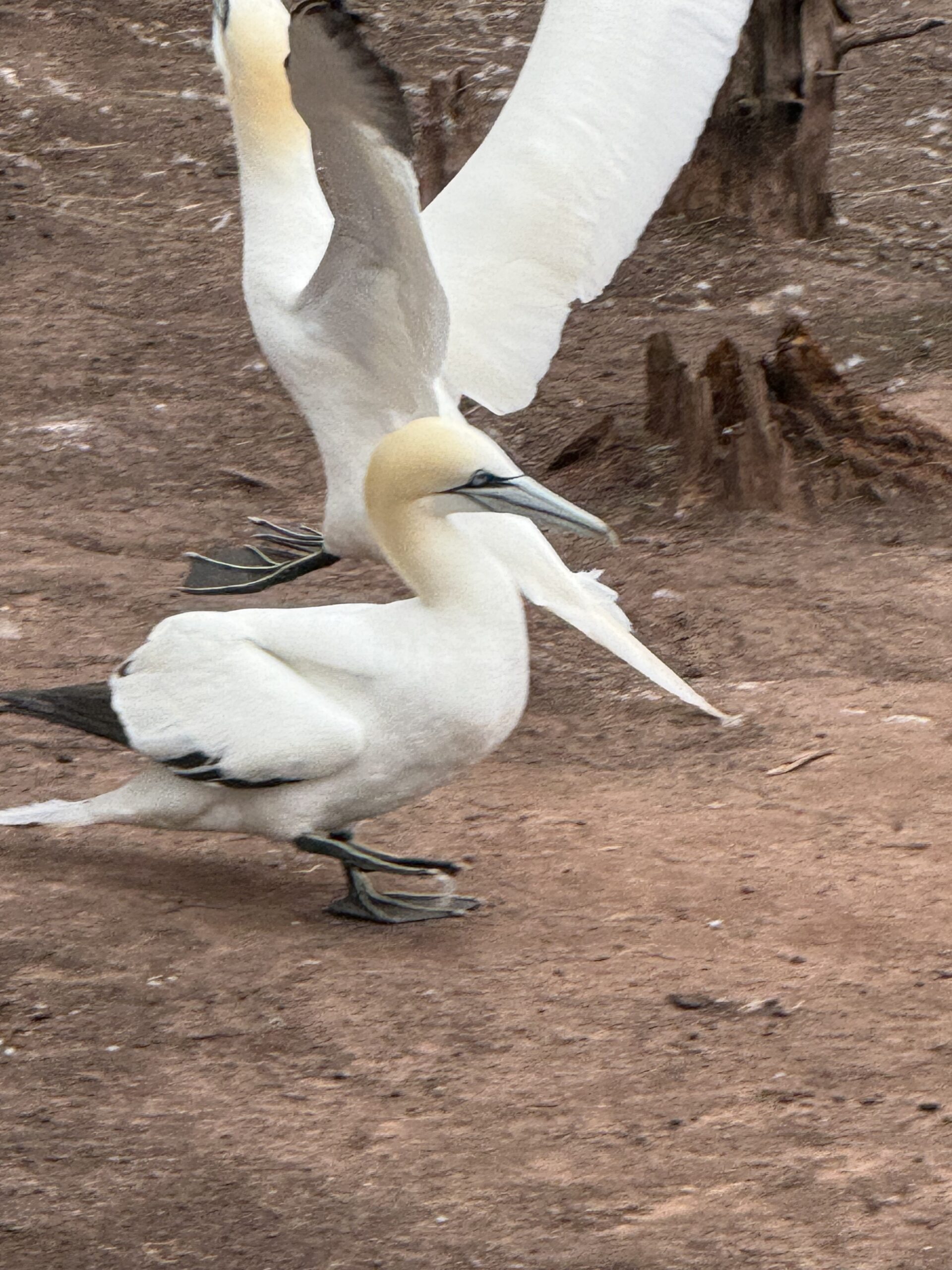a bird is flying, Percé, Québec, Canada