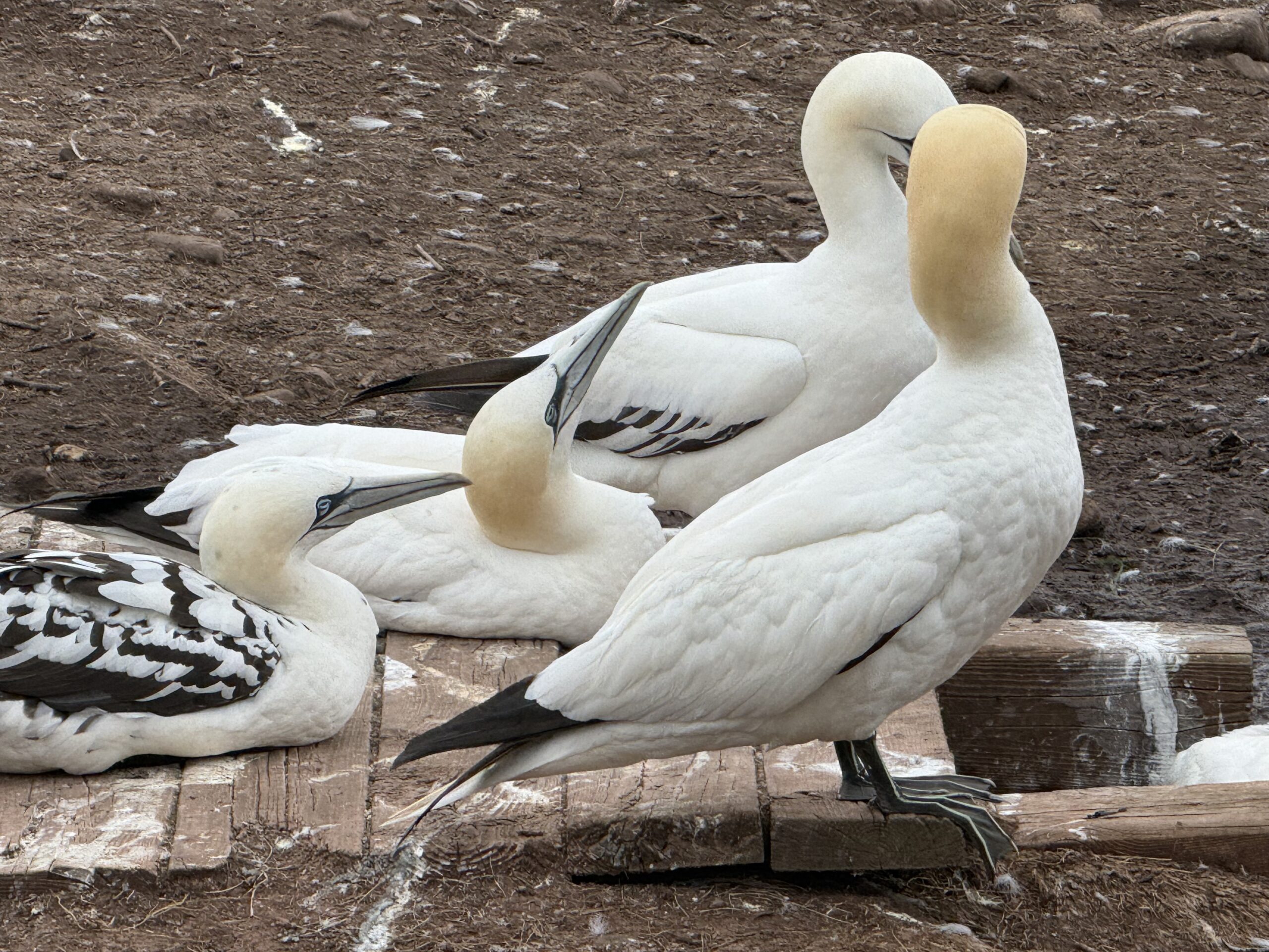 a couple of birds sitting on a wooden block, Percé, Québec, Canada