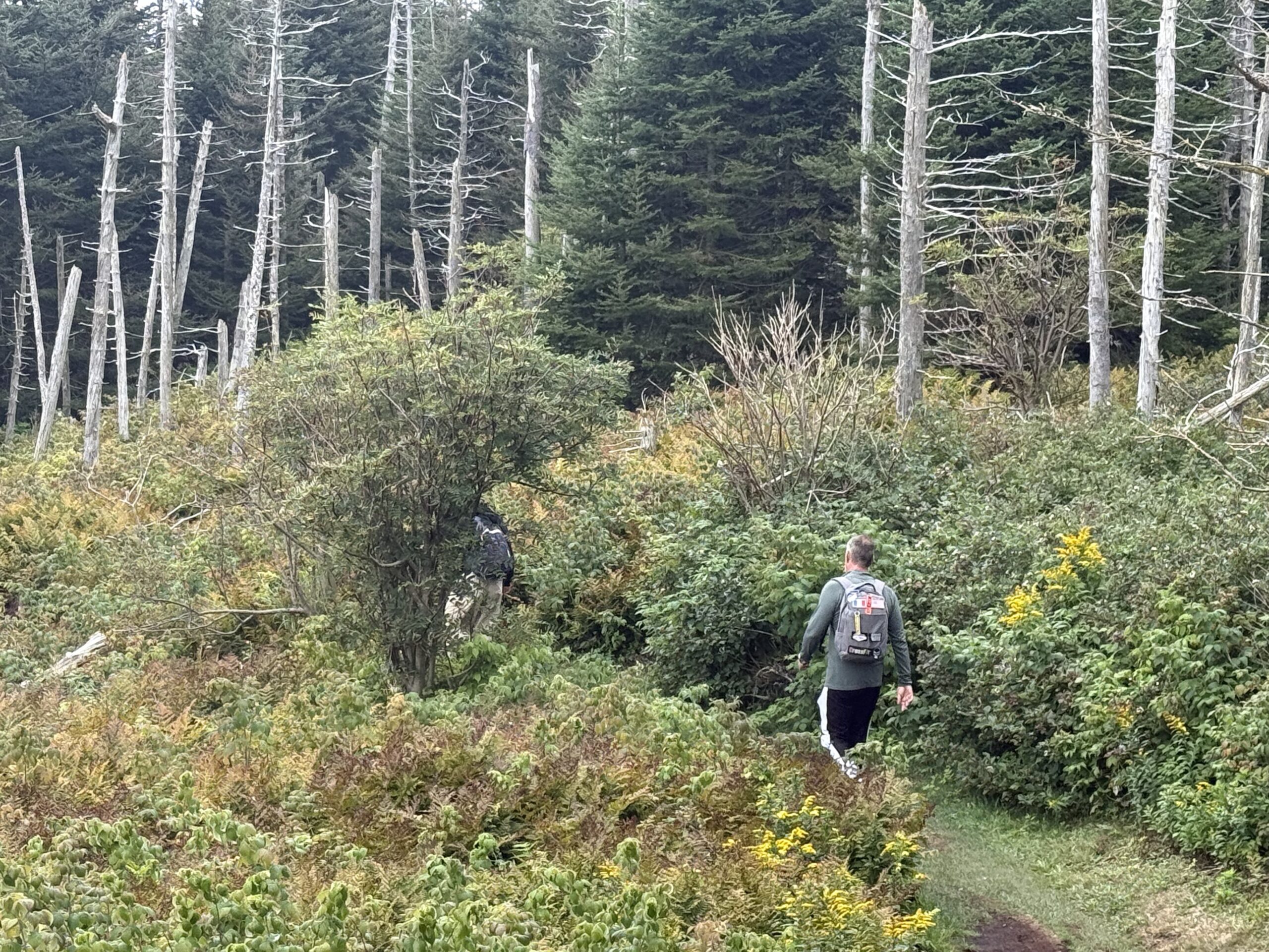 a man walking through a forest filled with trees, Percé, Québec, Canada