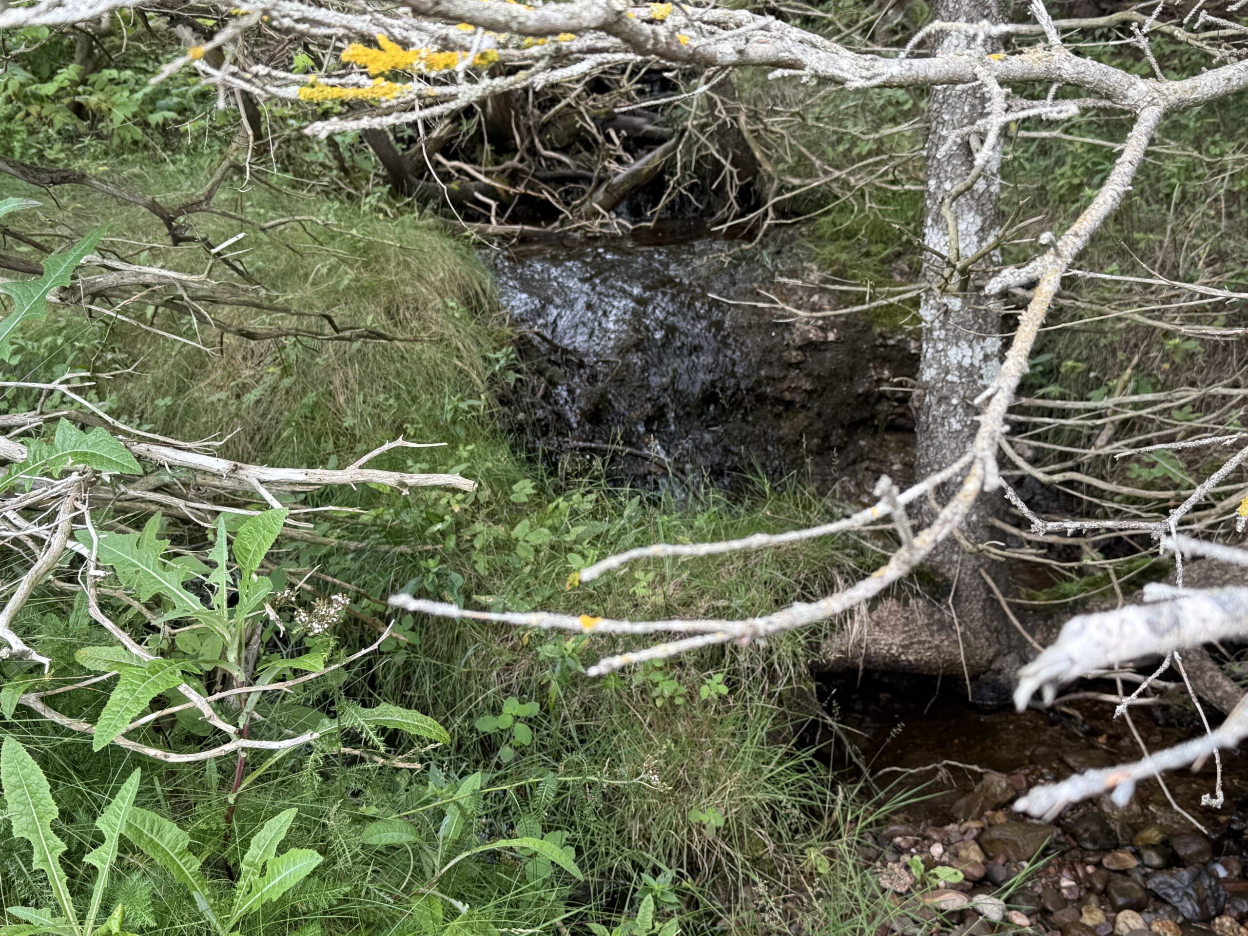 a stream of water running through a forest, Percé, Québec, Canada