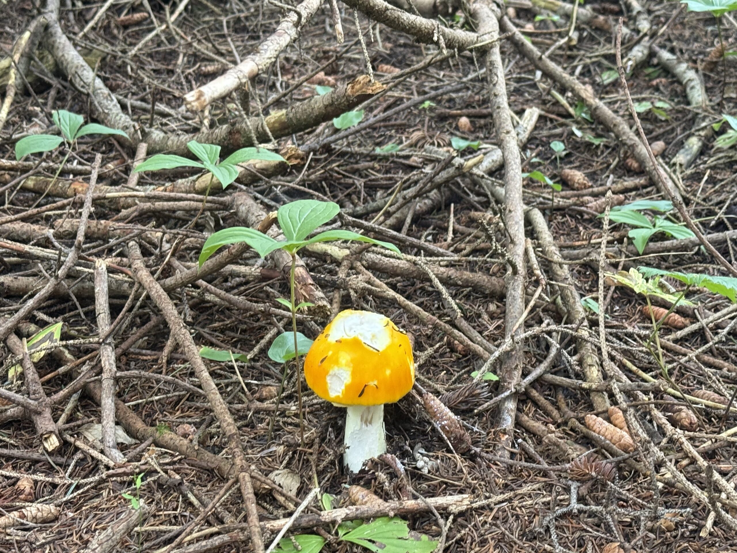 a small yellow mushroom sitting on the ground, Percé, Québec, Canada