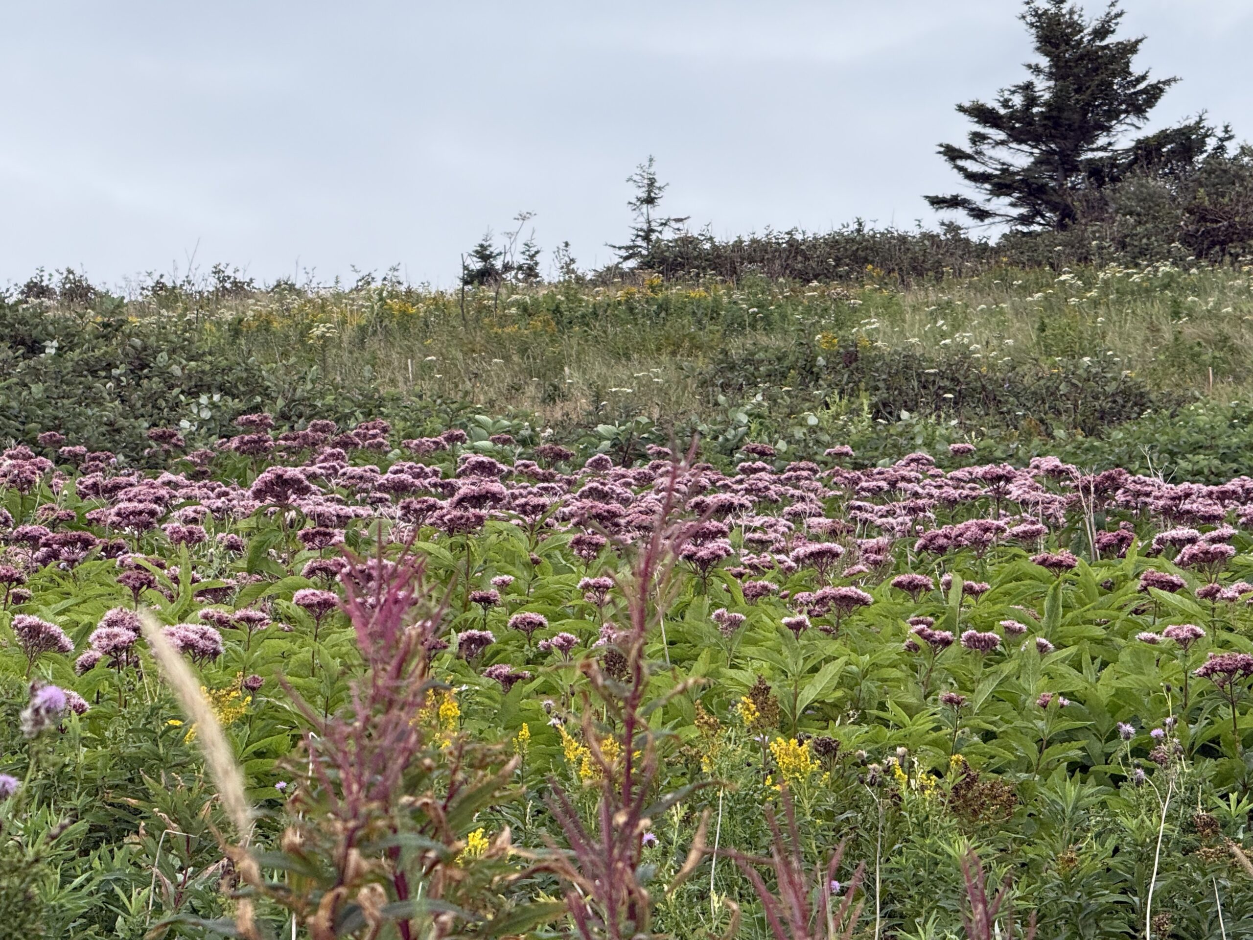 a field of purple flowers with a tree in the background, Percé, Québec, Canada