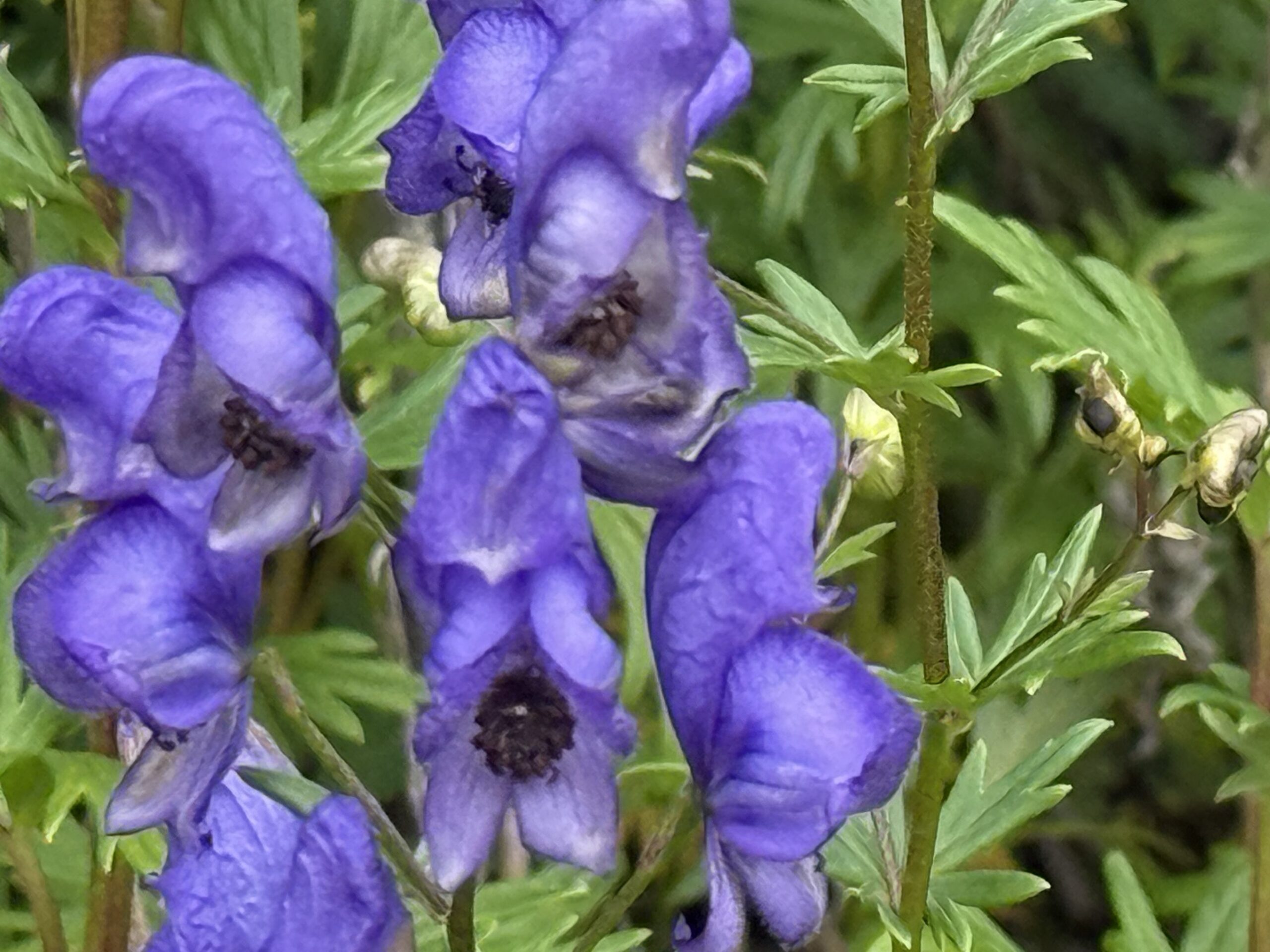 a close up of a blue flower, Percé, Québec, Canada