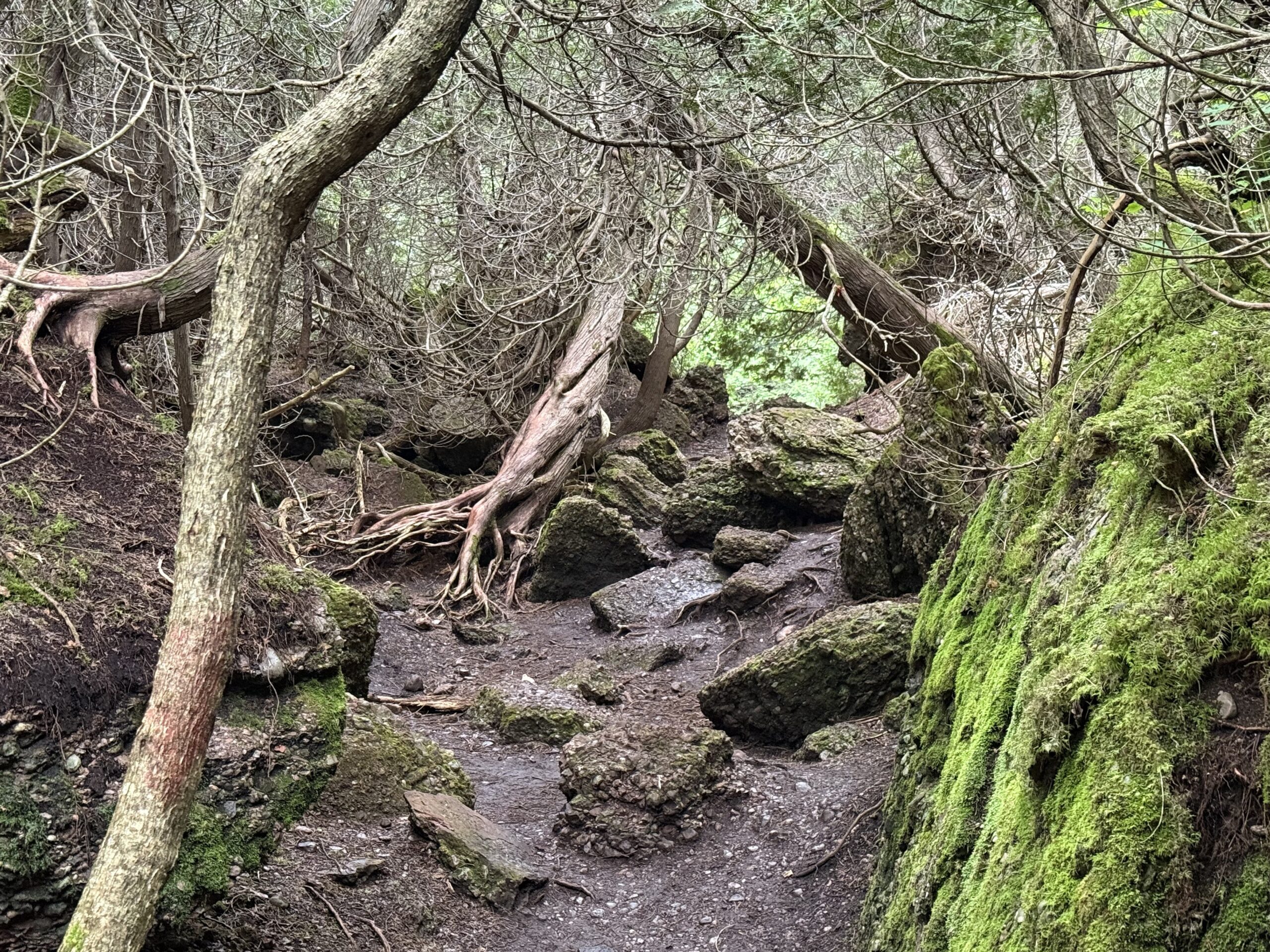a trail through a forest with moss covered rocks, Percé, Québec, Canada