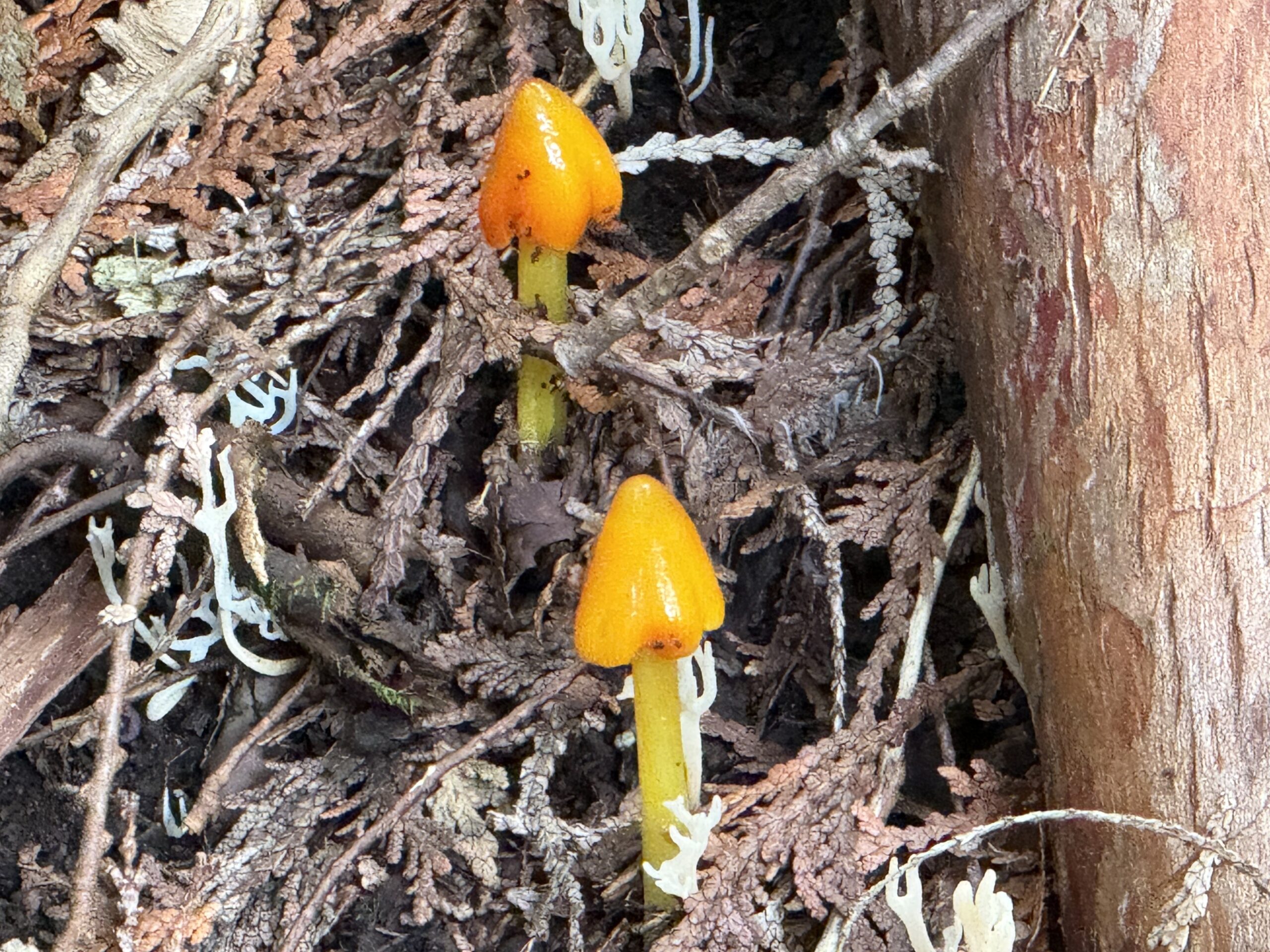 a group of small orange mushrooms growing on the ground, Percé, Québec, Canada