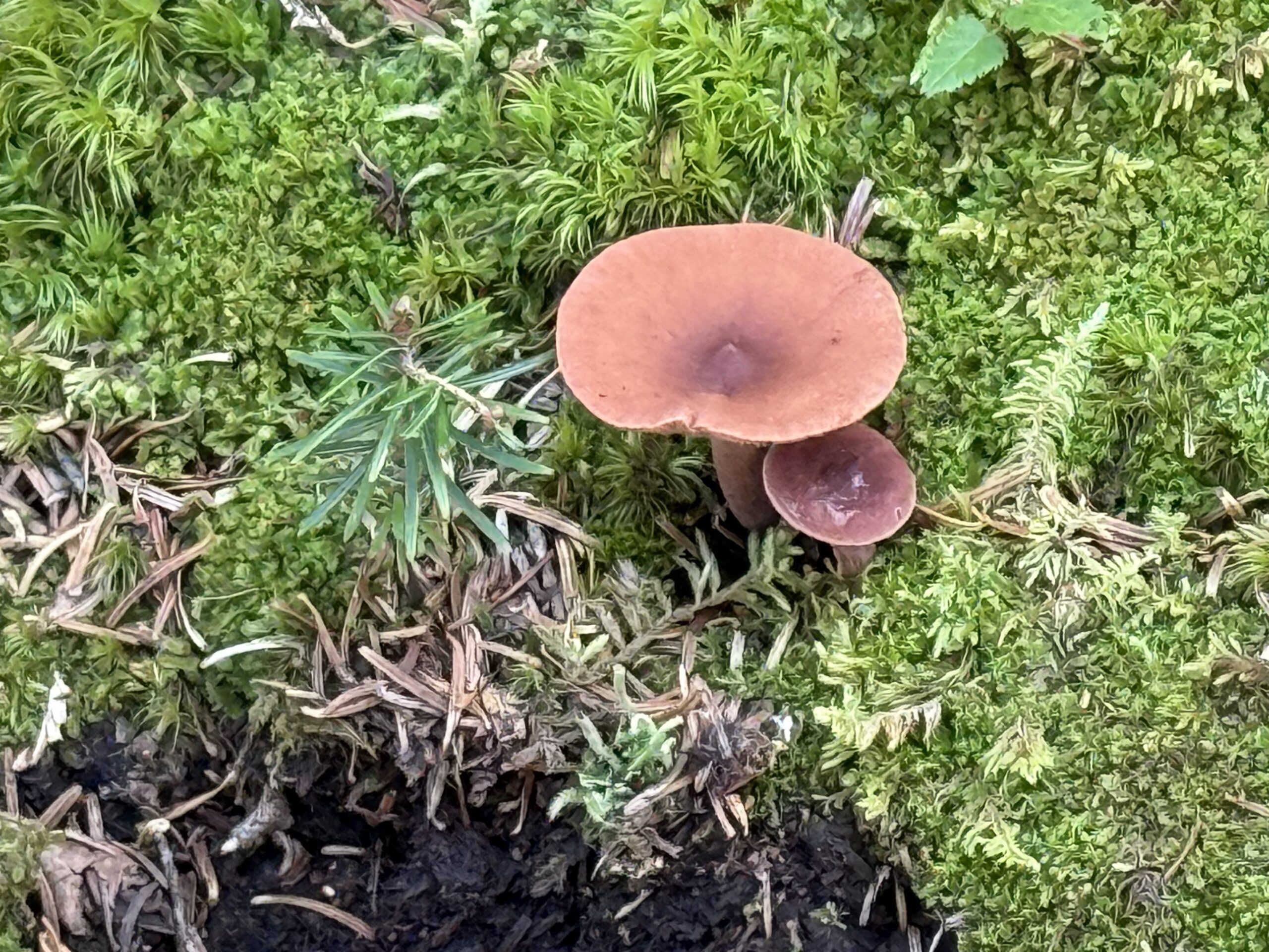 a mushroom on a moss covered ground, Percé, Québec, Canada