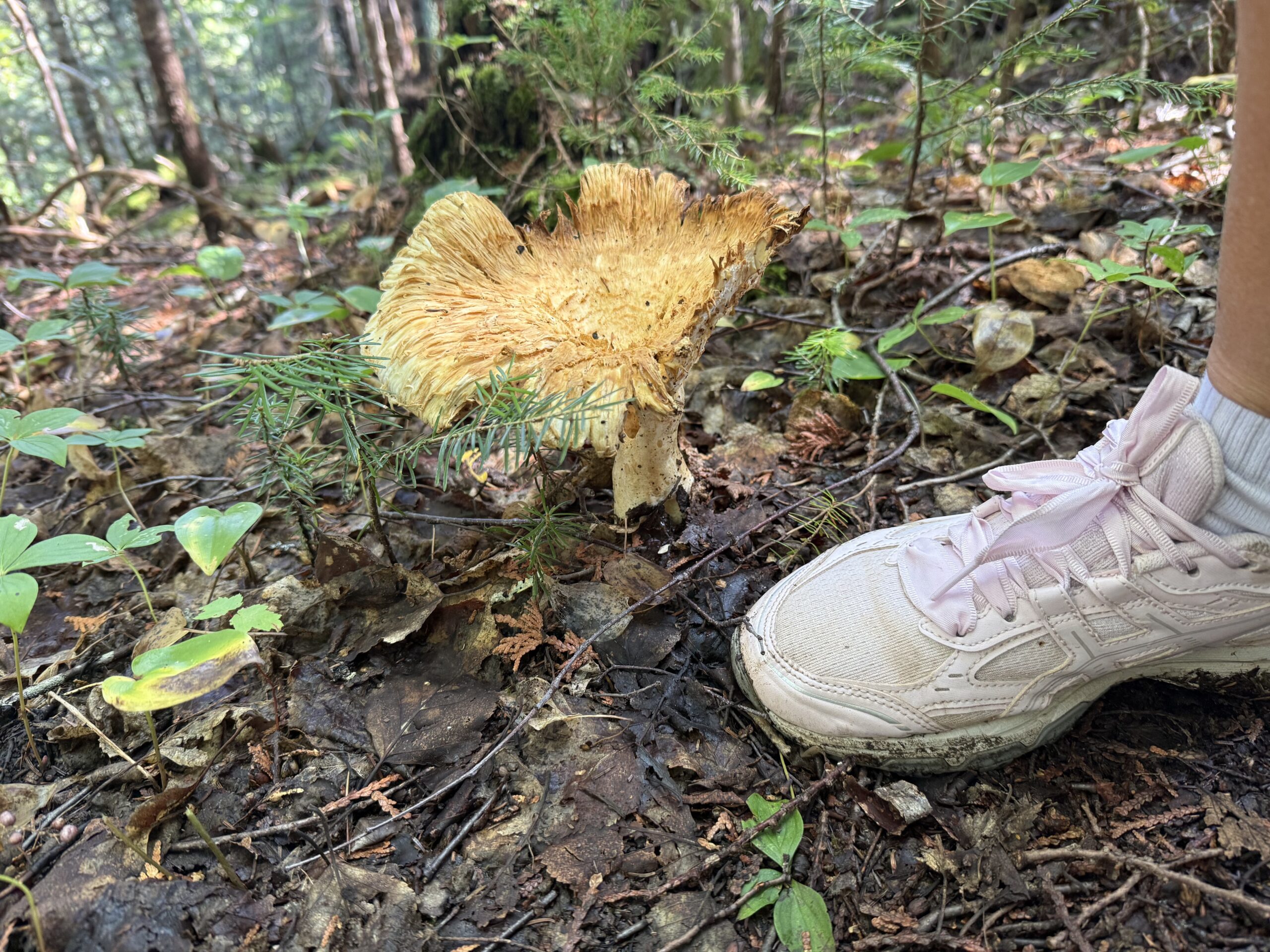 a person is walking in the woods with a chicken, Port-Daniel, Québec, Canada