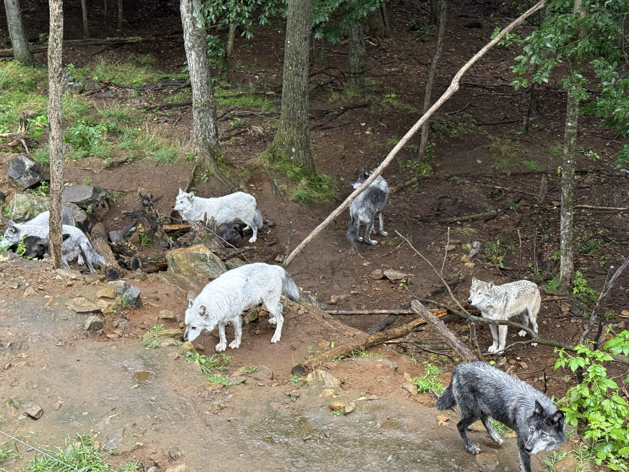 a group of goats are walking on a dirt path, Notre-Dame-de-Bonsecours, Québec, Canada