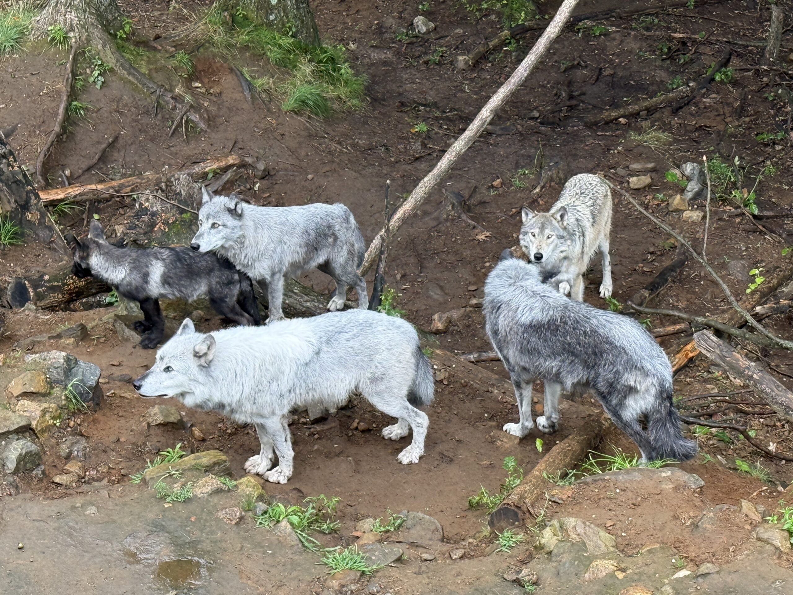 a group of wolves standing on a dirt covered hillside, Notre-Dame-de-Bonsecours, Québec, Canada