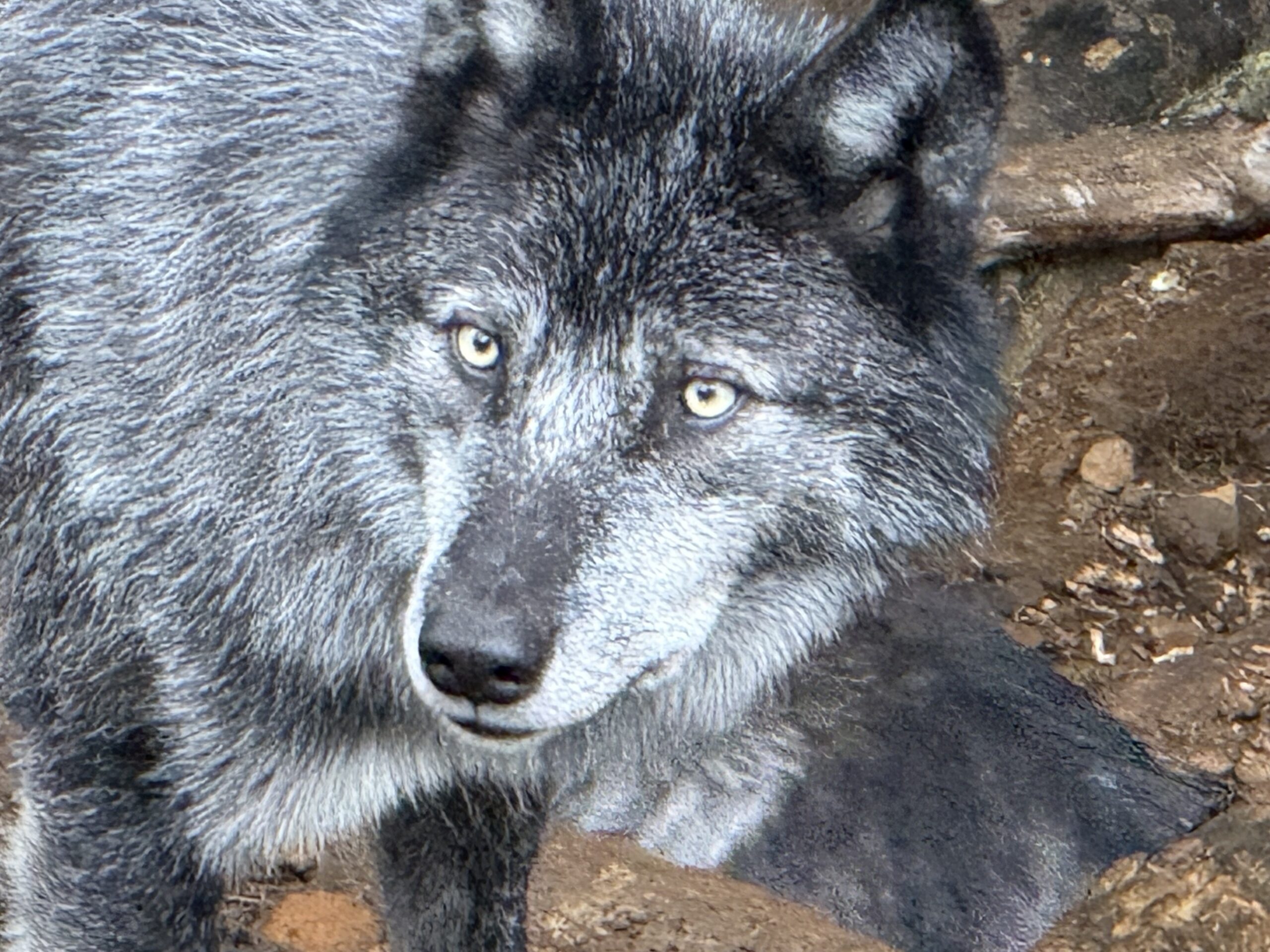 a wolf is standing on the ground, Notre-Dame-de-Bonsecours, Québec, Canada