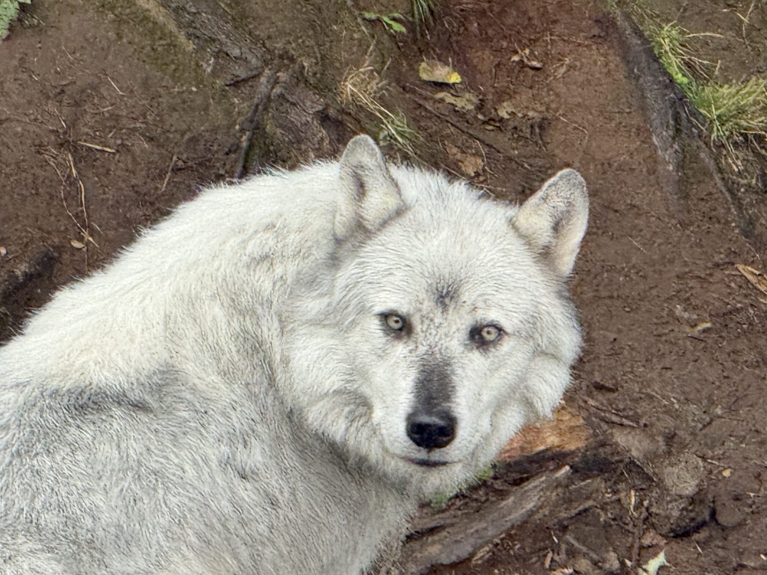a white wolf is standing in the dirt, Notre-Dame-de-Bonsecours, Québec, Canada