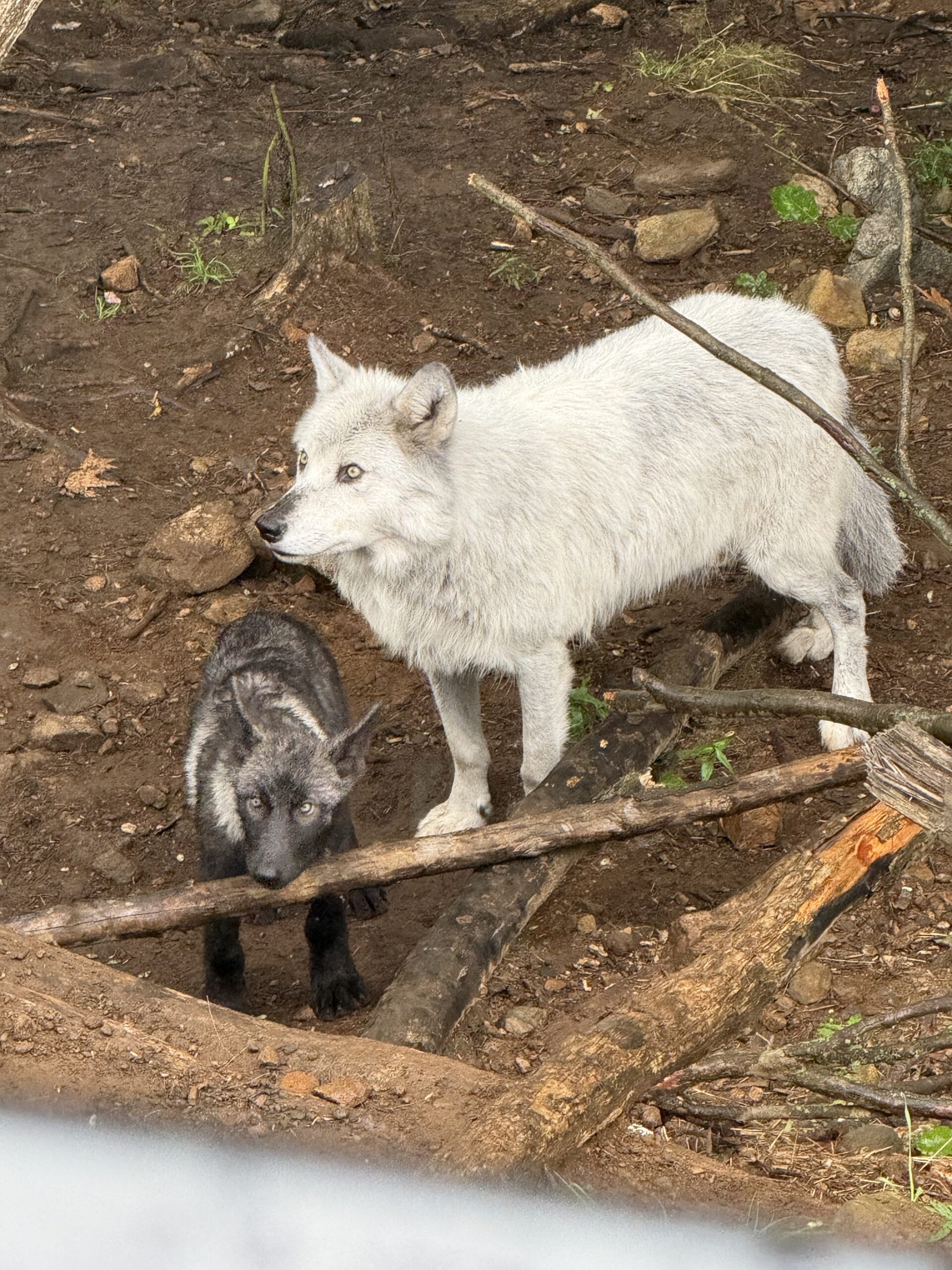 a baby goat and a baby goat are in the dirt, Notre-Dame-de-Bonsecours, Québec, Canada