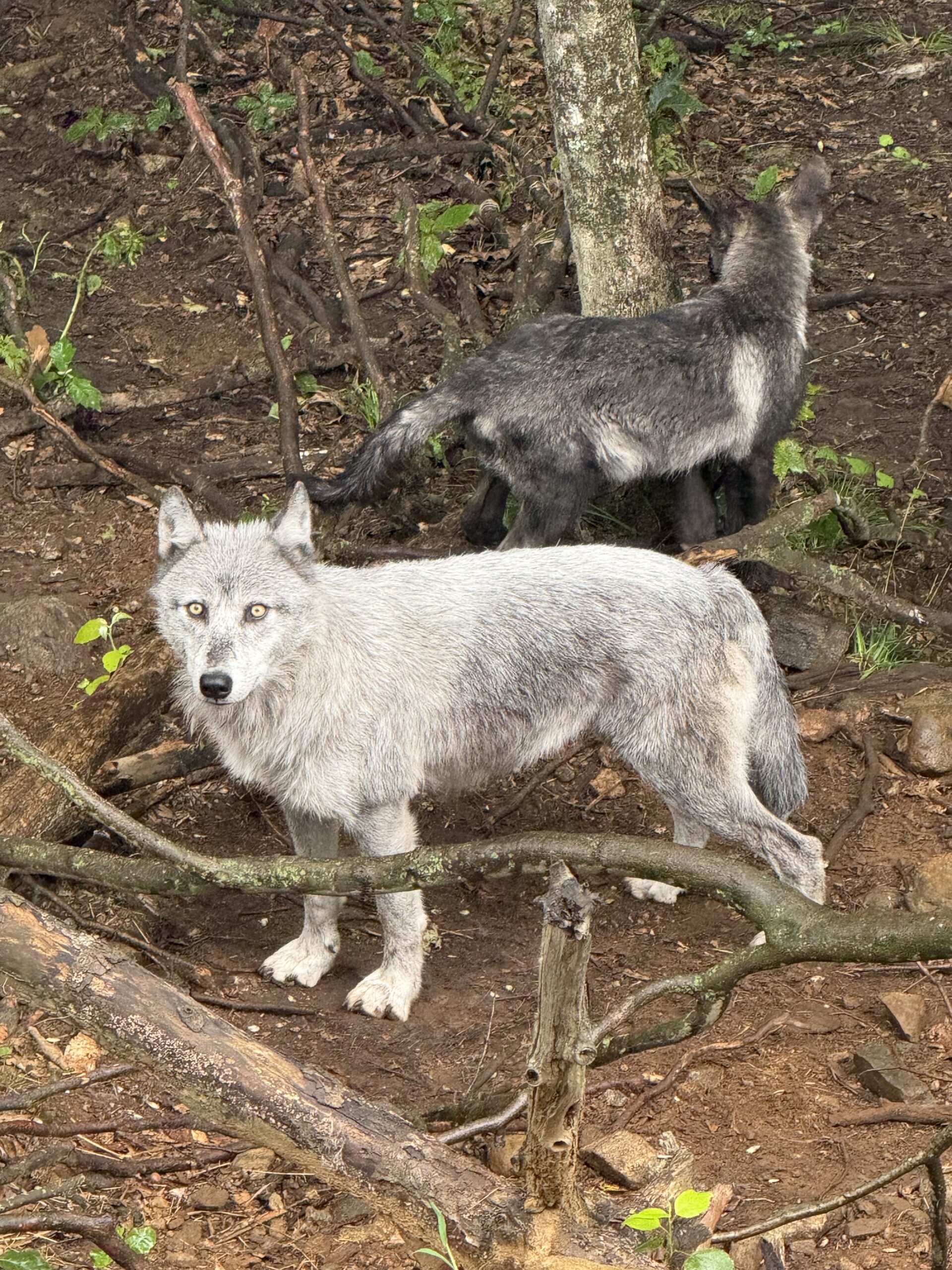 two baby goats are walking in the woods, Notre-Dame-de-Bonsecours, Québec, Canada