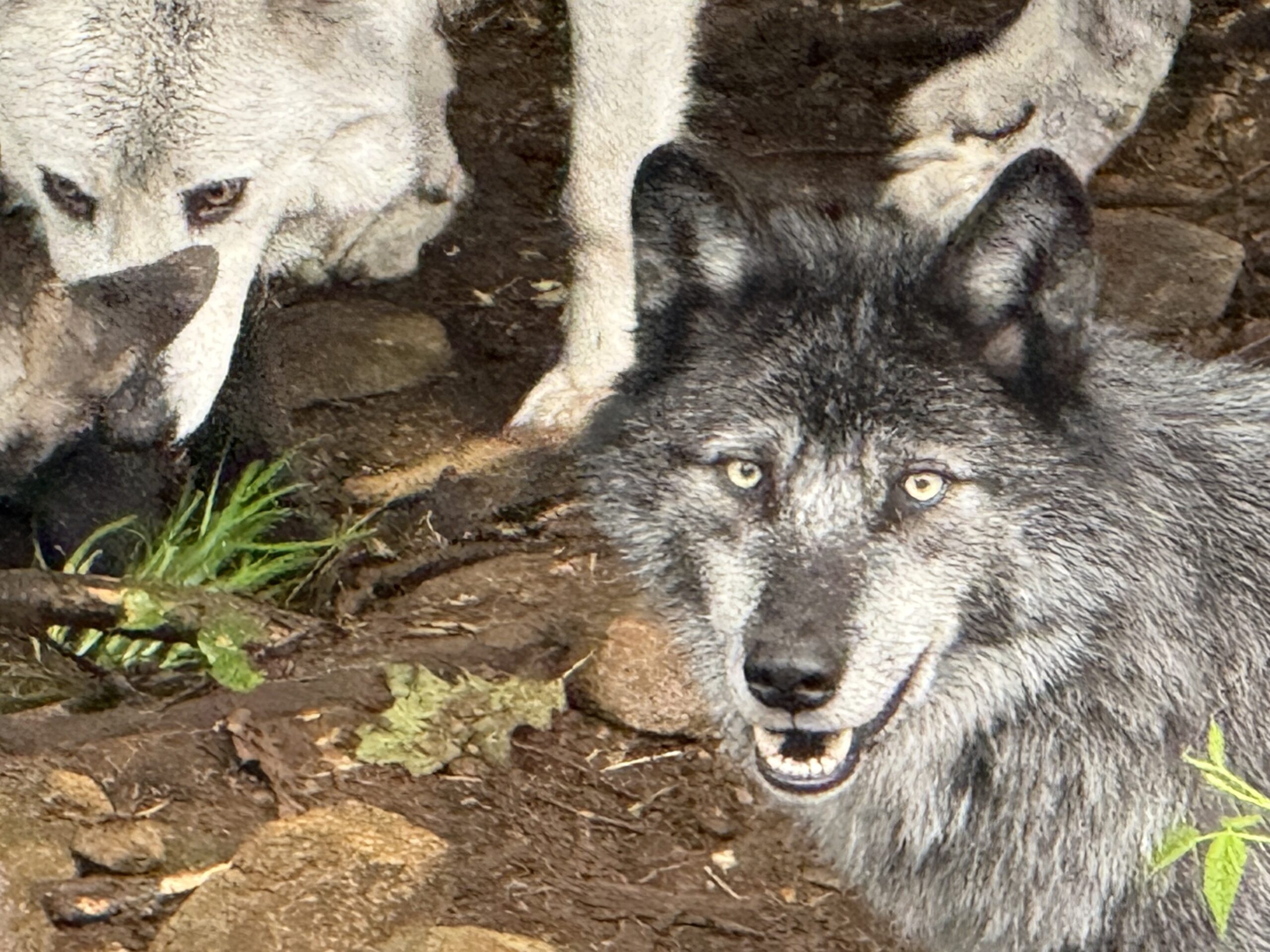 two gray wolves, Notre-Dame-de-Bonsecours, Québec, Canada